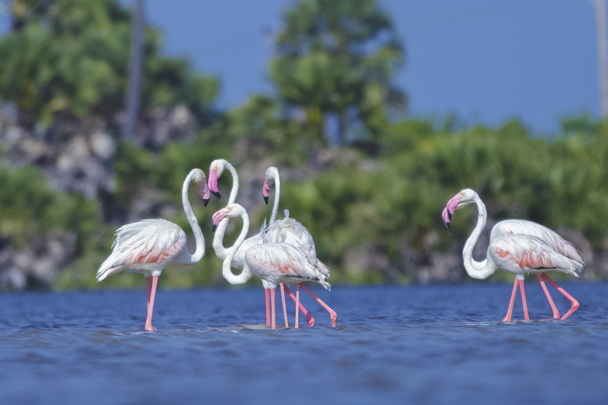Canon EOS 6D + Canon EF 70-200mm F2.8L IS II USM sample photo. Greater flamingo photography