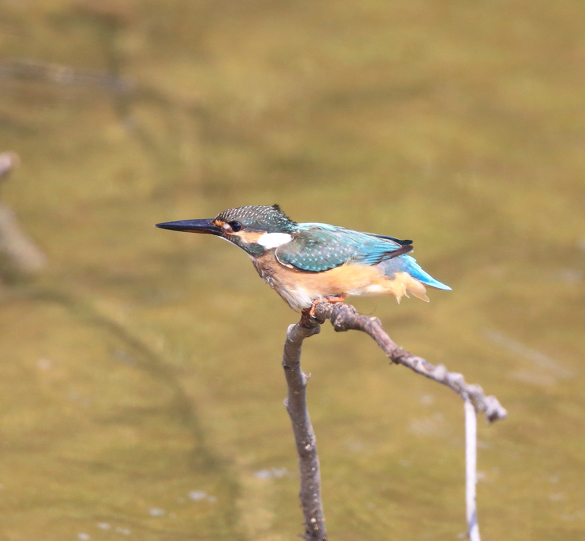 Canon EF 600mm F4L IS II USM sample photo. 671 photography