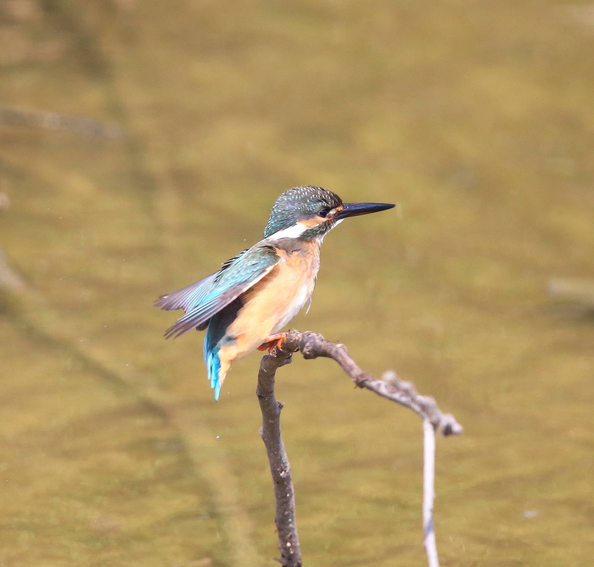 Canon EOS-1D X + Canon EF 600mm F4L IS II USM sample photo. 682 photography