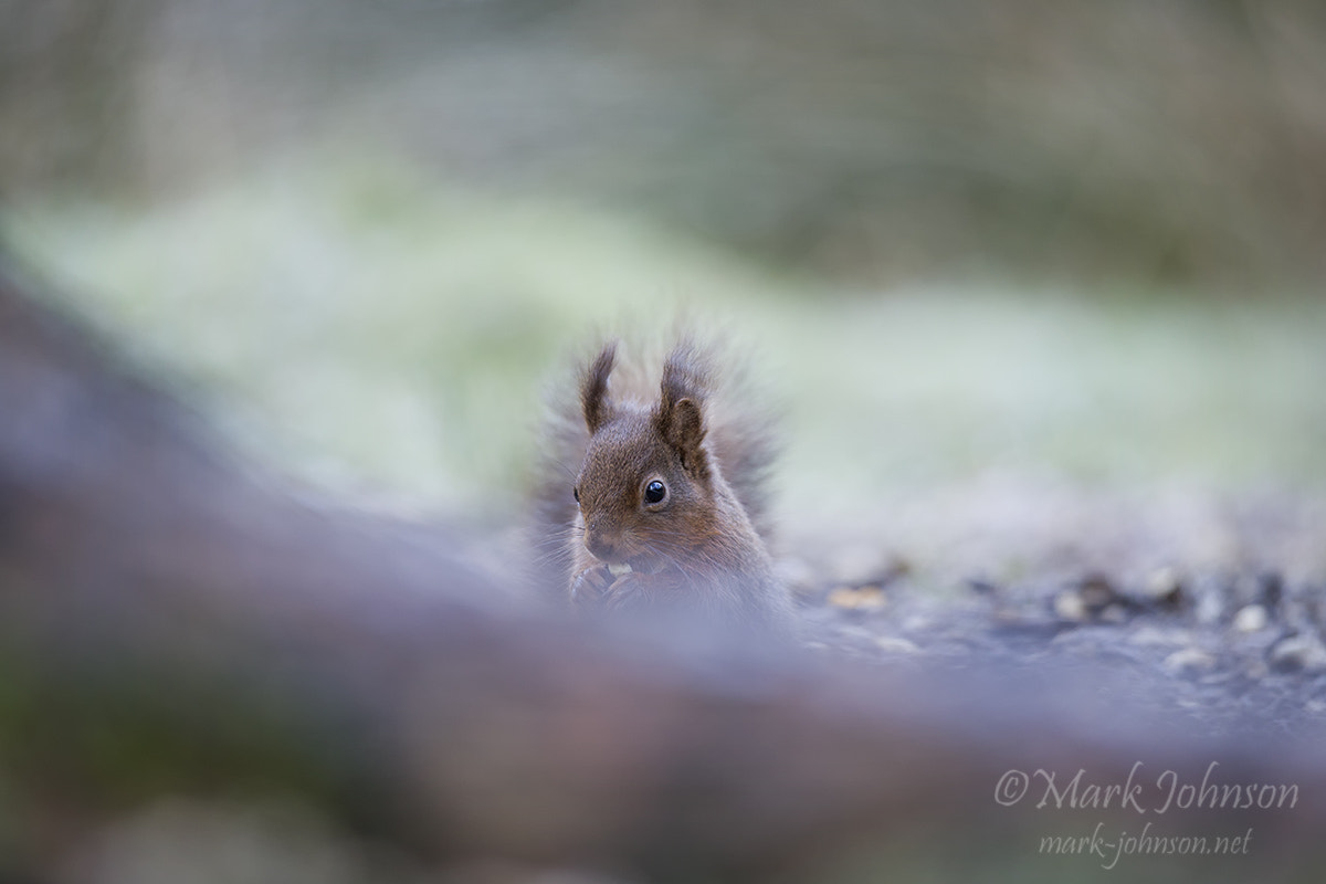 Canon EF 300mm F2.8L IS II USM sample photo. Another red photography