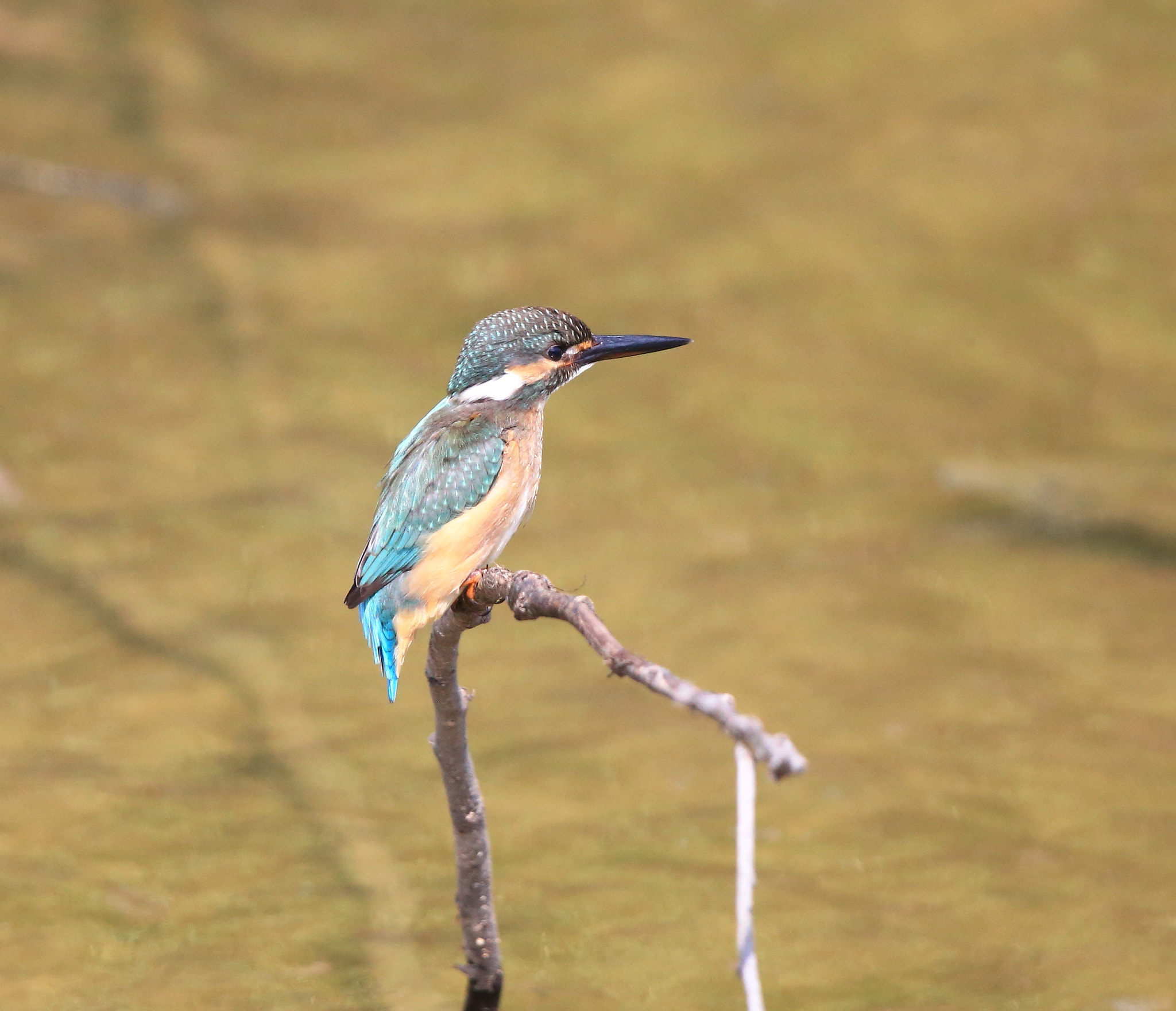 Canon EOS-1D X + Canon EF 600mm F4L IS II USM sample photo. 683 photography