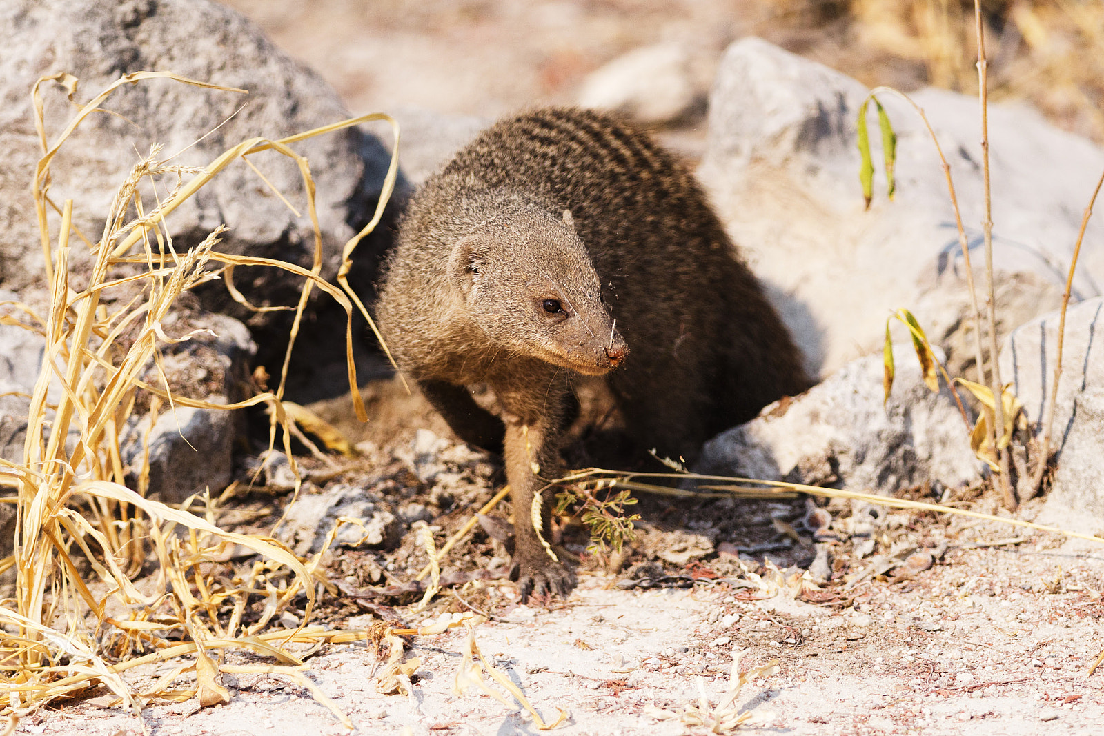 Nikon D7000 + Nikon AF-S Nikkor 300mm F4D ED-IF sample photo. Banded mongoose photography