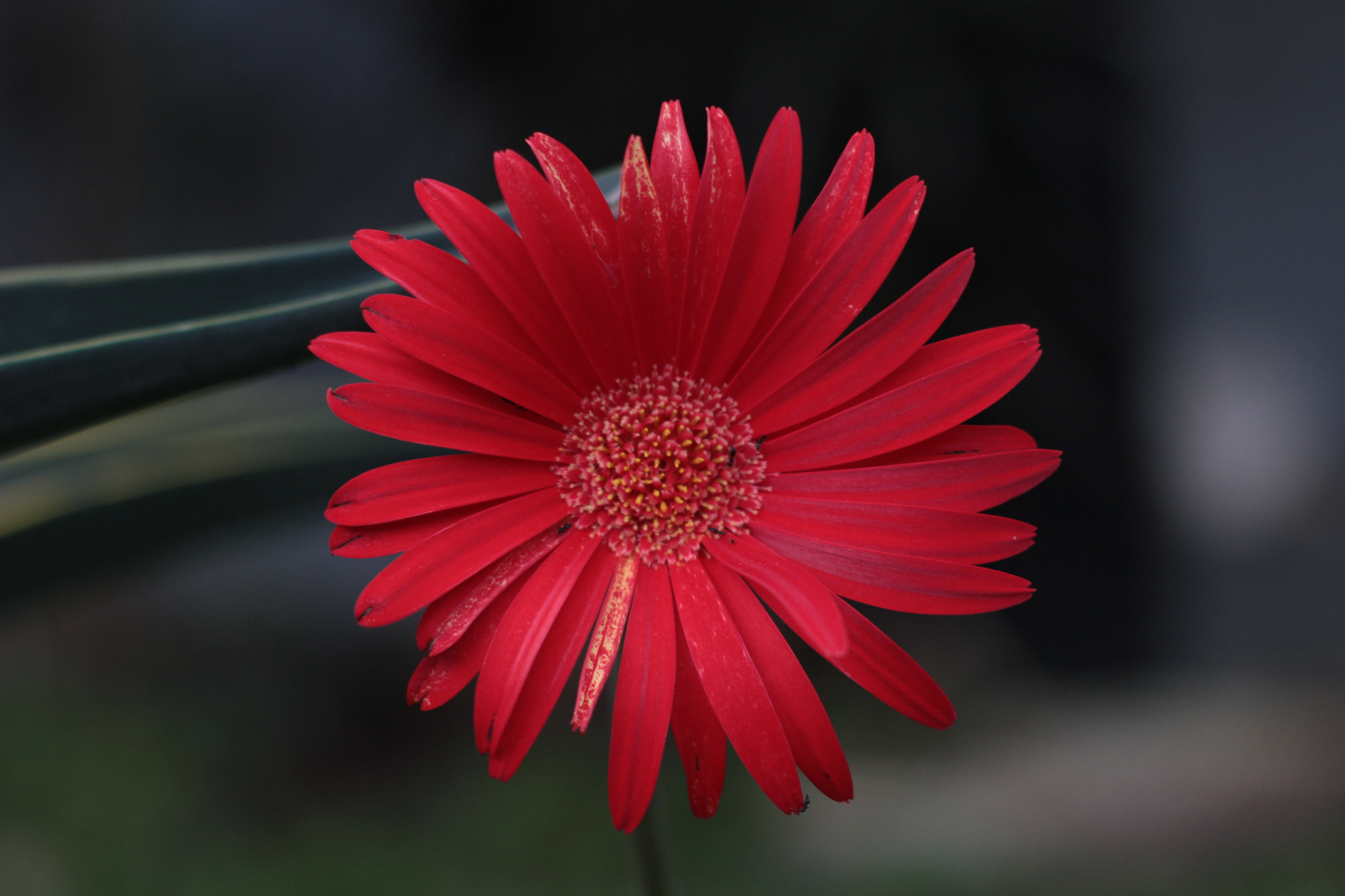 Canon 50mm sample photo