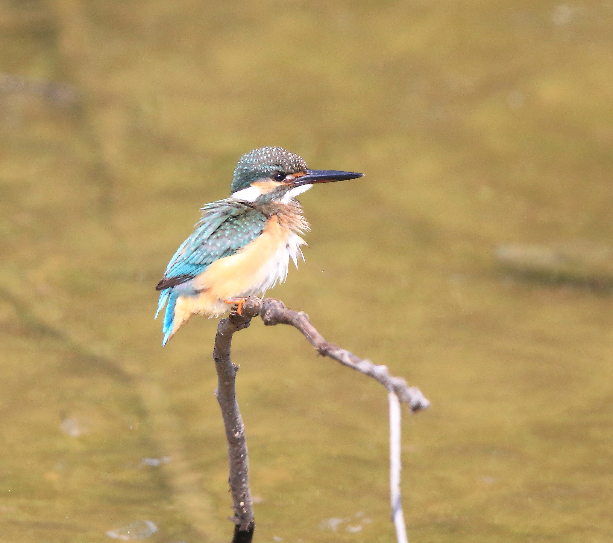 Canon EF 600mm F4L IS II USM sample photo. 688 photography