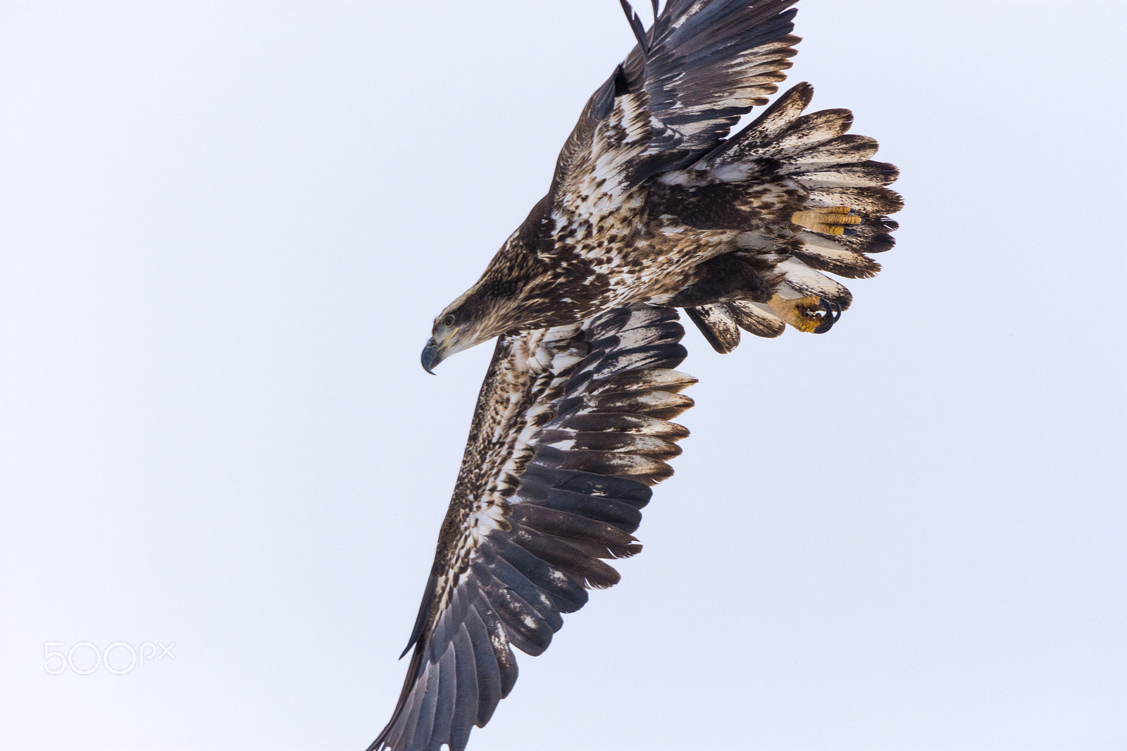 Nikon D7200 + Nikon AF-S Nikkor 300mm F4D ED-IF sample photo. Juvenile bald eagle photography