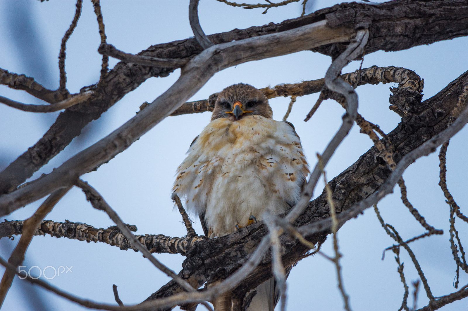 Nikon D7200 + Nikon AF-S Nikkor 300mm F4D ED-IF sample photo. Adult ferruginous hawk photography