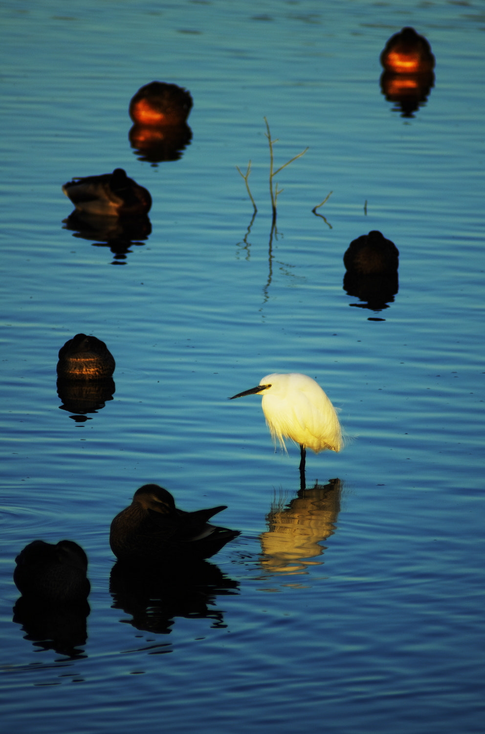 Pentax K-5 + A Series Lens sample photo. Little egret photography