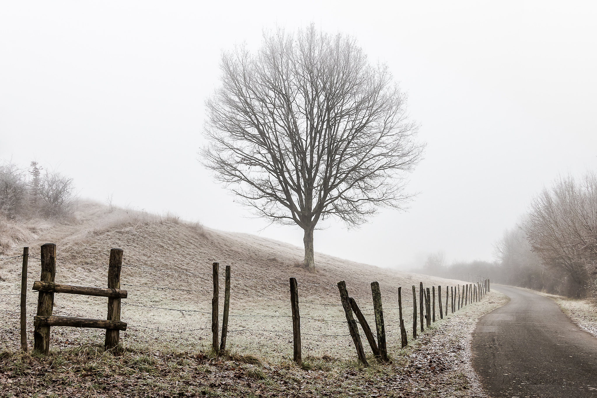 Canon EOS 70D + Sigma 24-105mm f/4 DG OS HSM | A sample photo. Winter tree photography