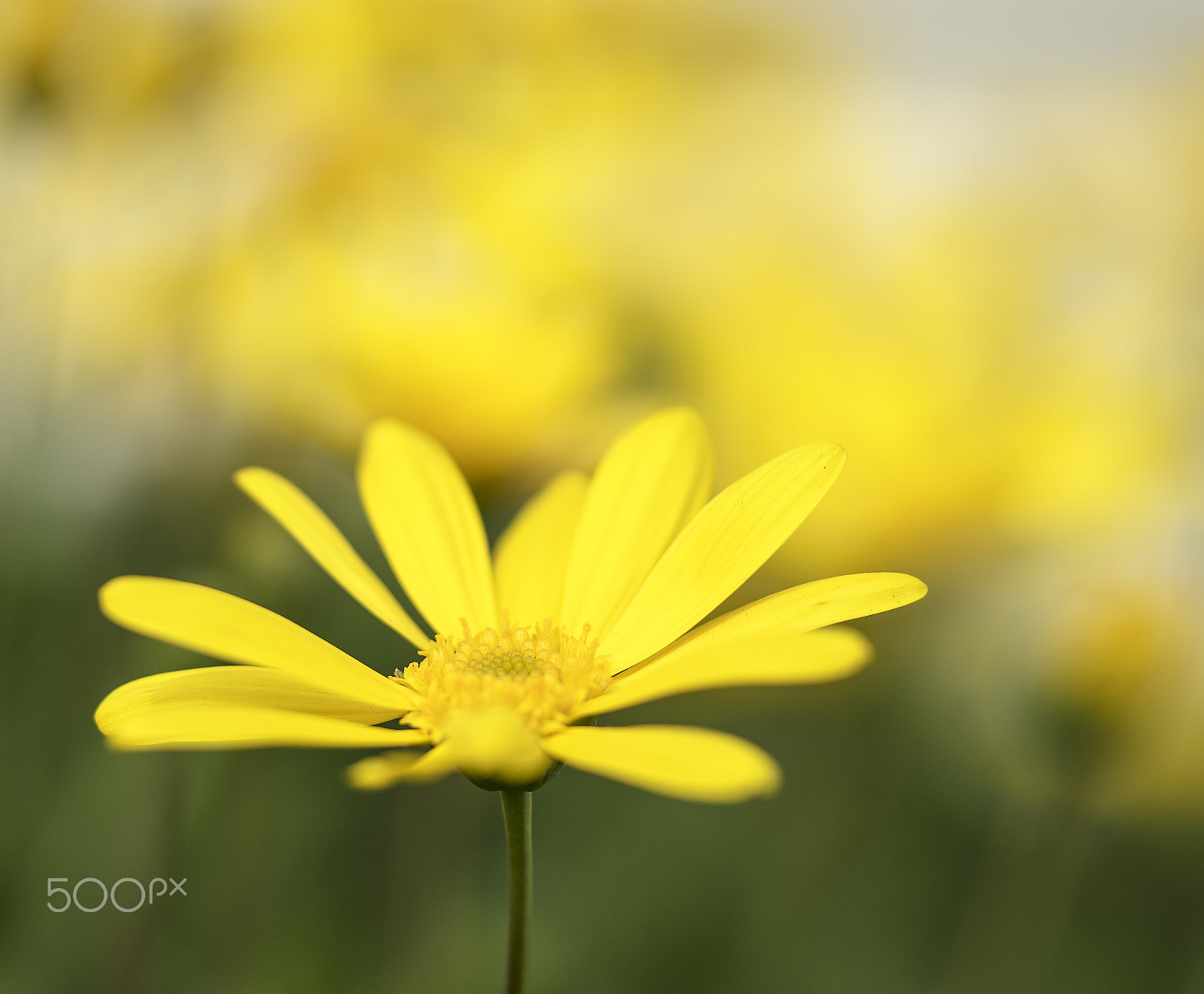 Sony a7R + Sony FE 90mm F2.8 Macro G OSS sample photo. Blooming daisy photography