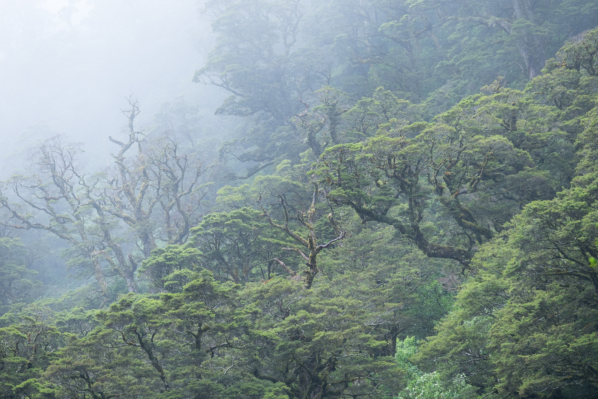 Fujifilm X-T1 + Fujifilm XF 50-140mm F2.8 R LM OIS WR sample photo. The divide photography