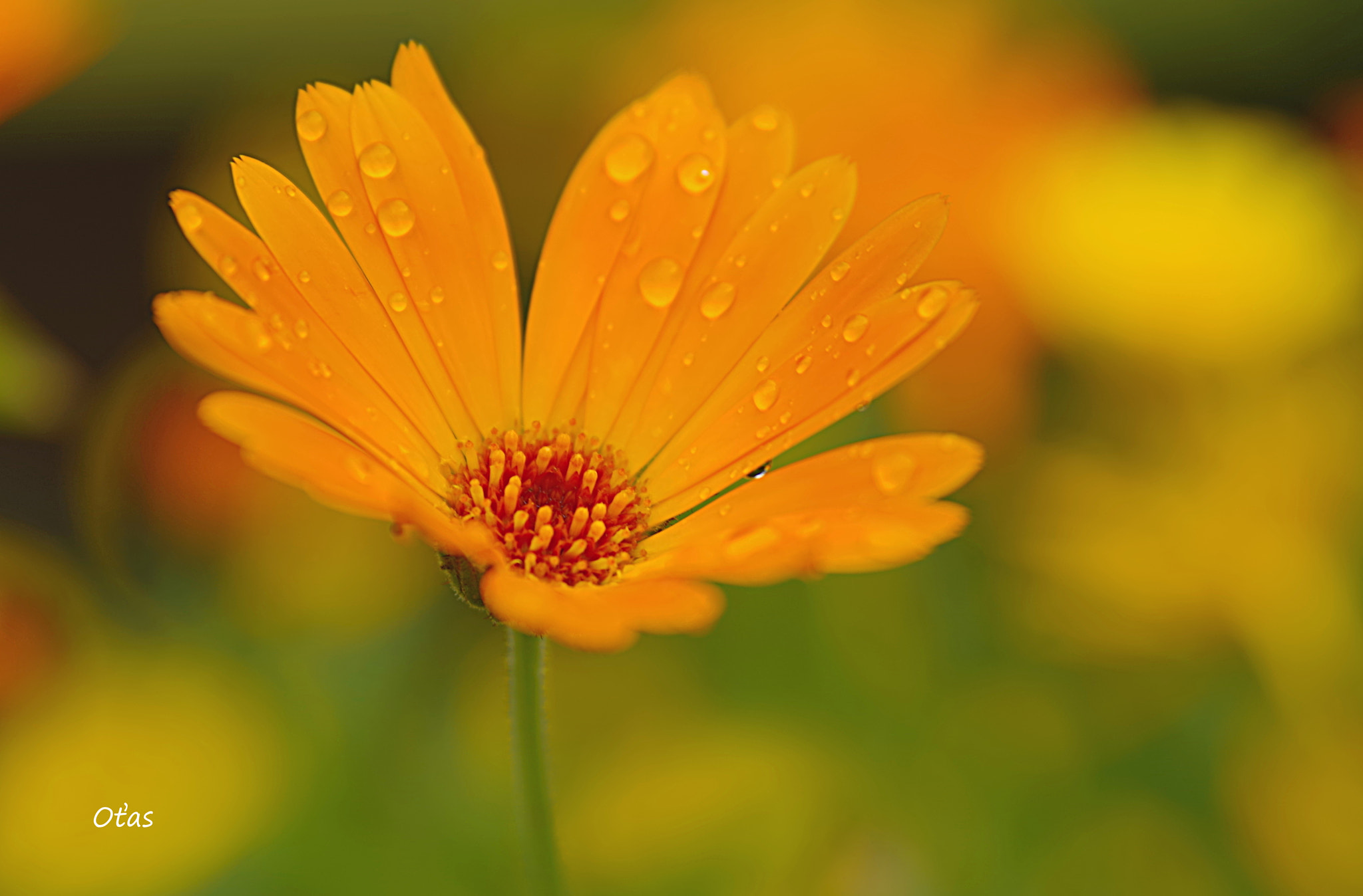 Tamron AF 28-75mm F2.8 XR Di LD Aspherical (IF) sample photo. Rainy day photography