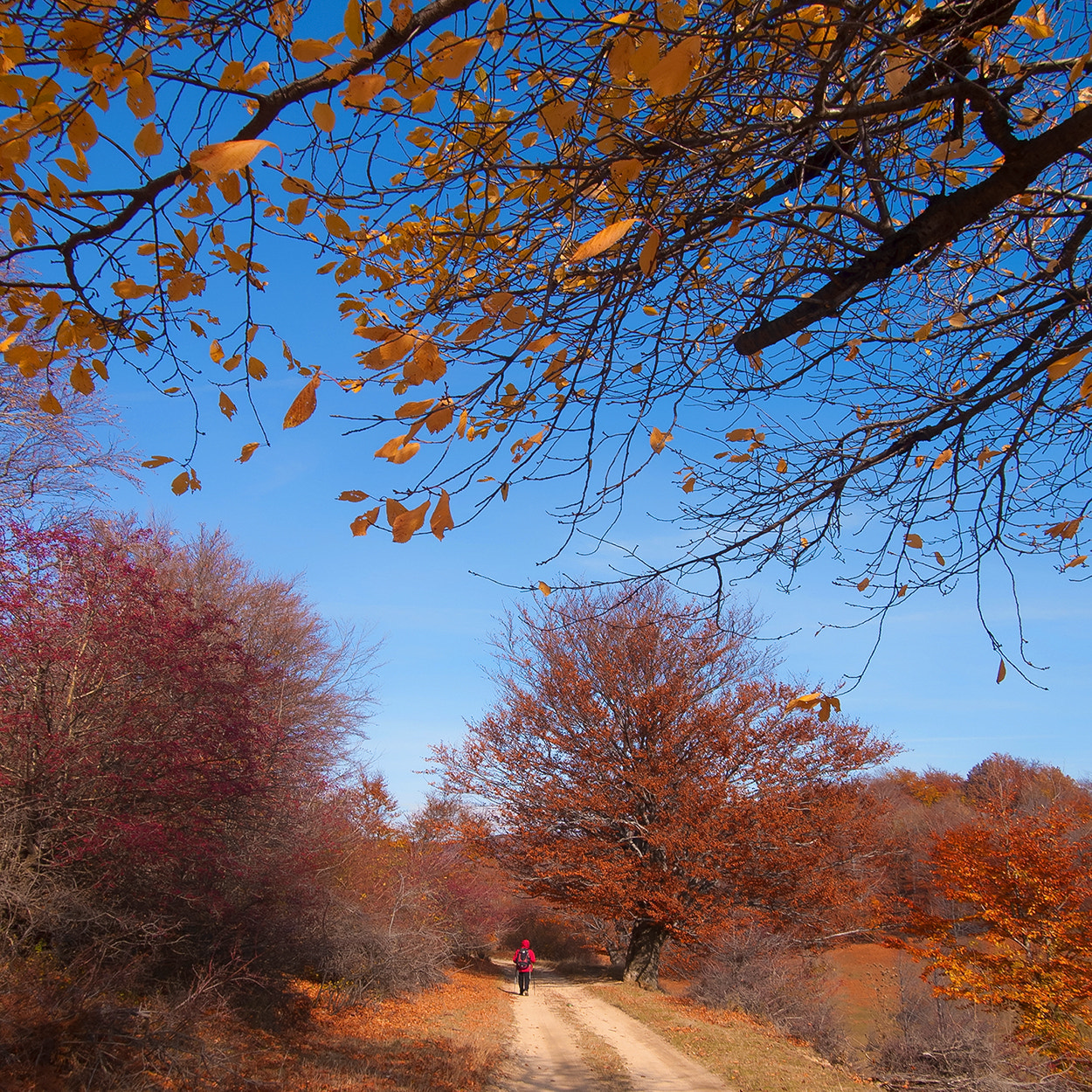 Olympus PEN E-P1 sample photo. Autumn road 1 photography