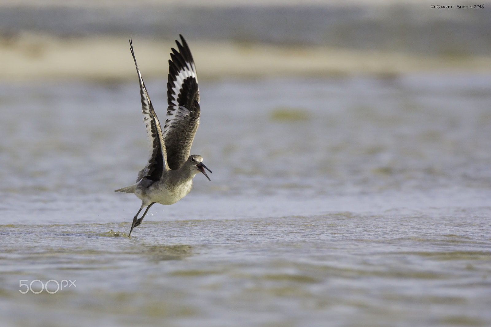 Canon EOS 60D + Tamron SP 150-600mm F5-6.3 Di VC USD sample photo. Willet takeoff photography