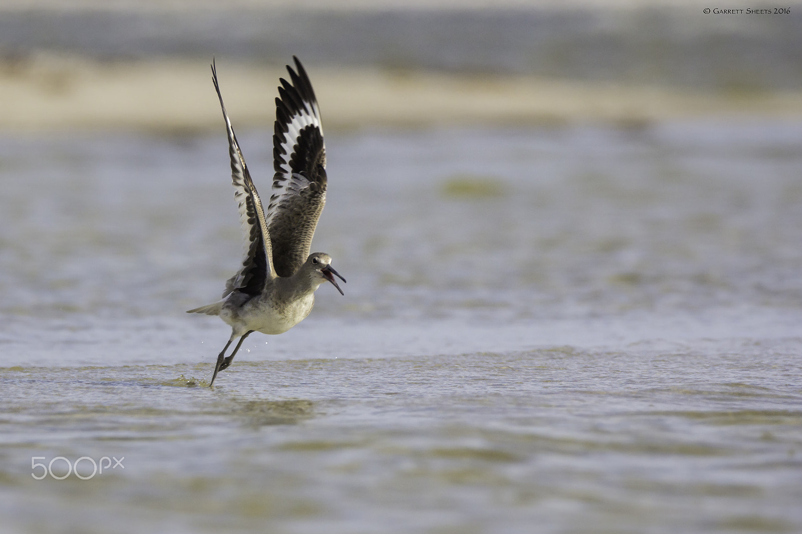Tamron SP 150-600mm F5-6.3 Di VC USD sample photo. Willet takeoff photography