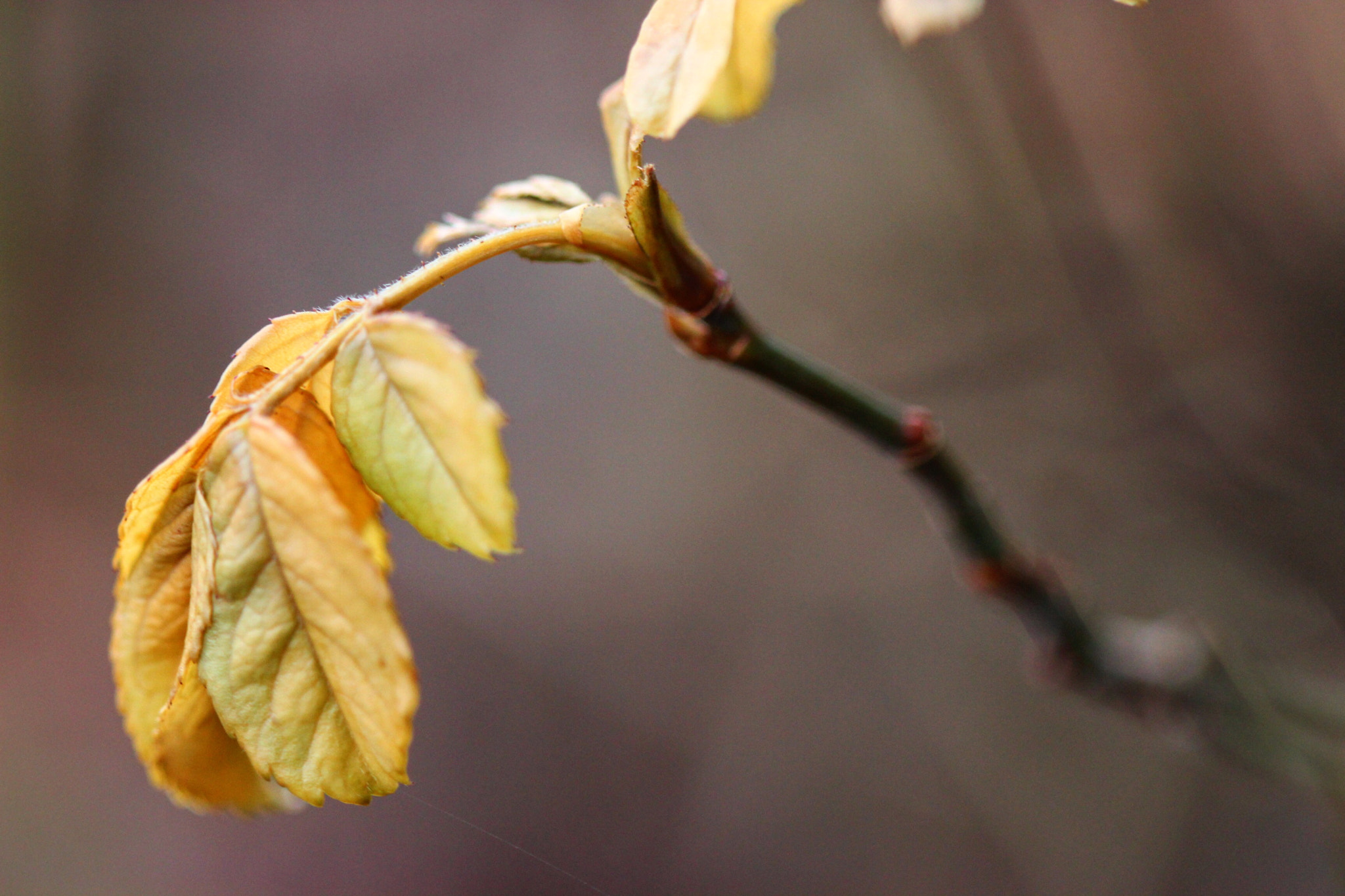 Canon EF 100mm F2.8 Macro USM sample photo