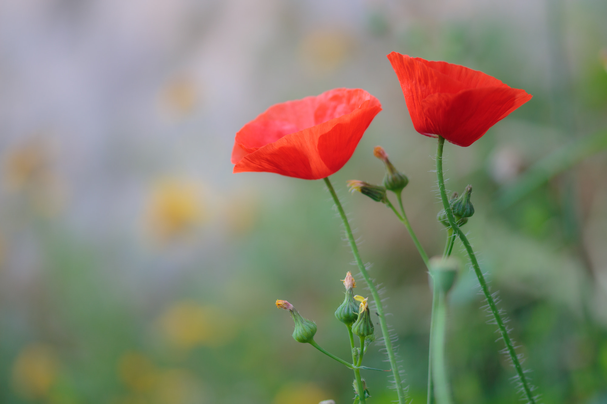 Sigma 105mm F2.8 EX DG OS HSM sample photo. Nature photography