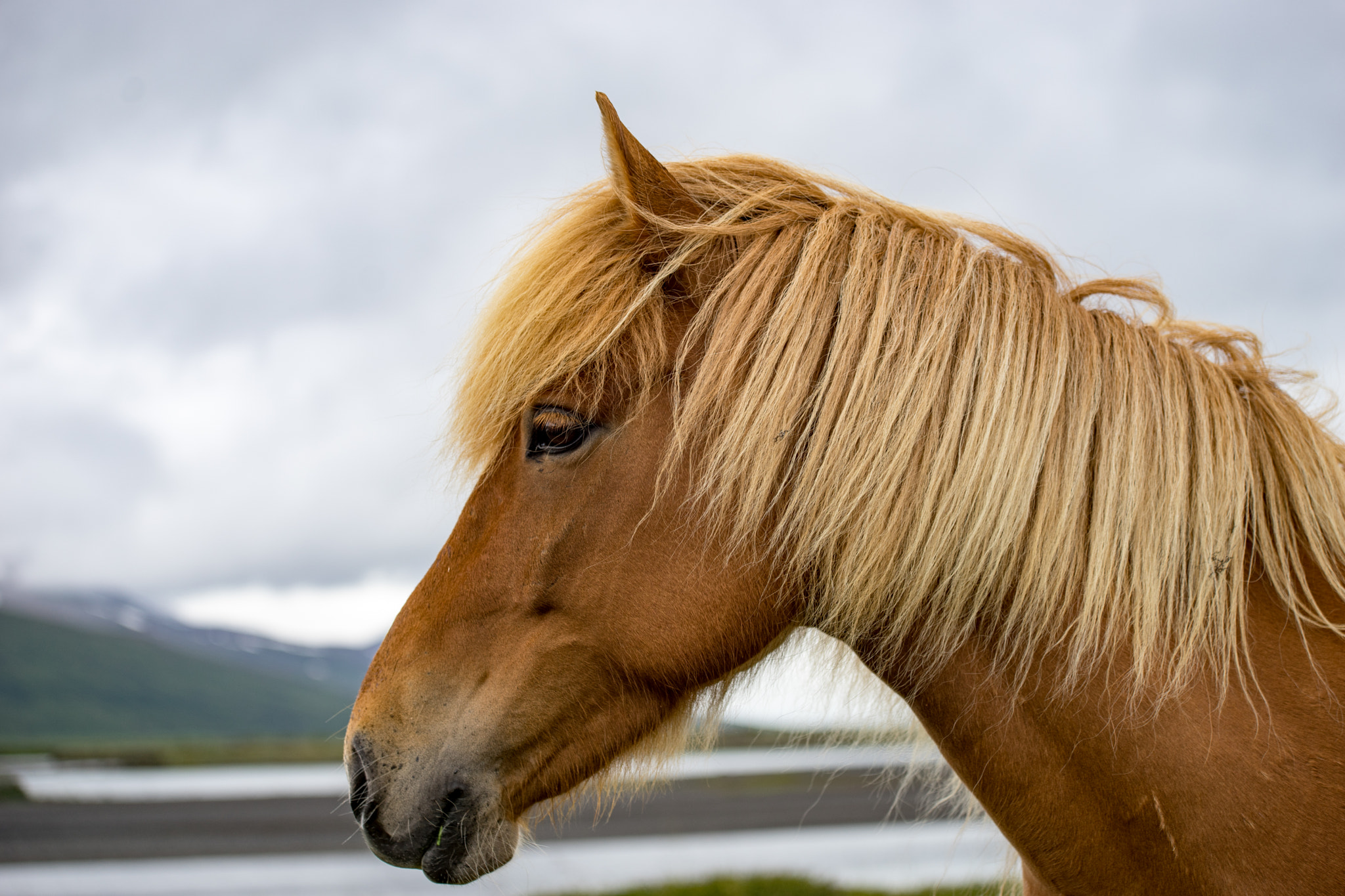 Sony a7 II + Tamron 18-270mm F3.5-6.3 Di II PZD sample photo. Portrait of a horse photography