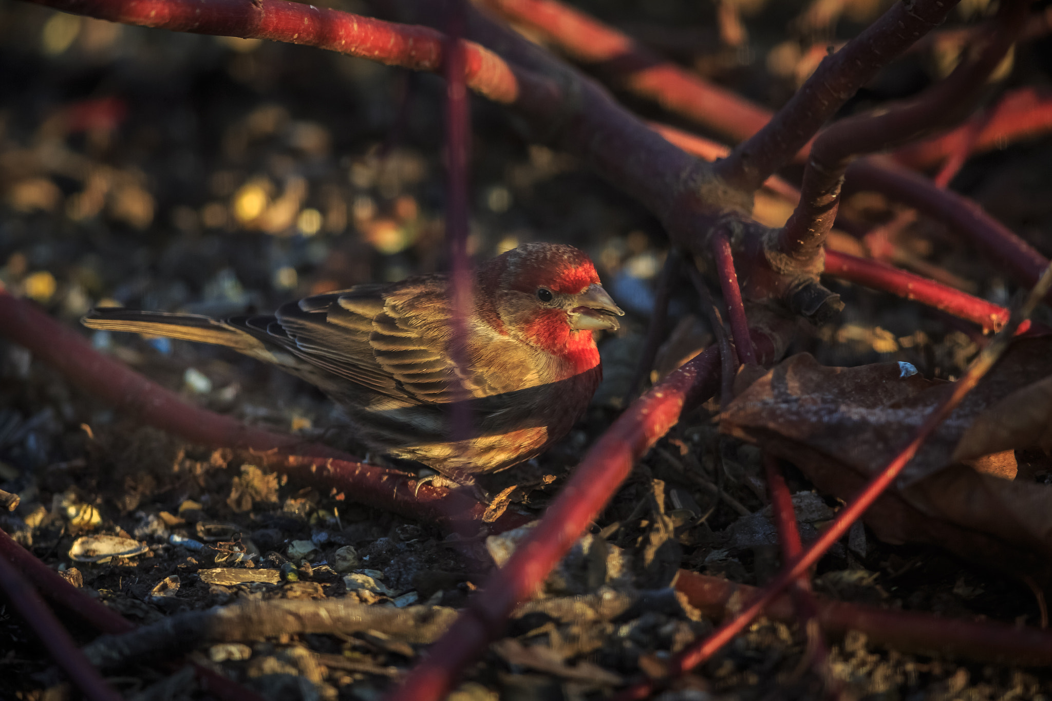 Canon EOS-1D X + Canon EF 600mm F4L IS II USM sample photo. House finch photography