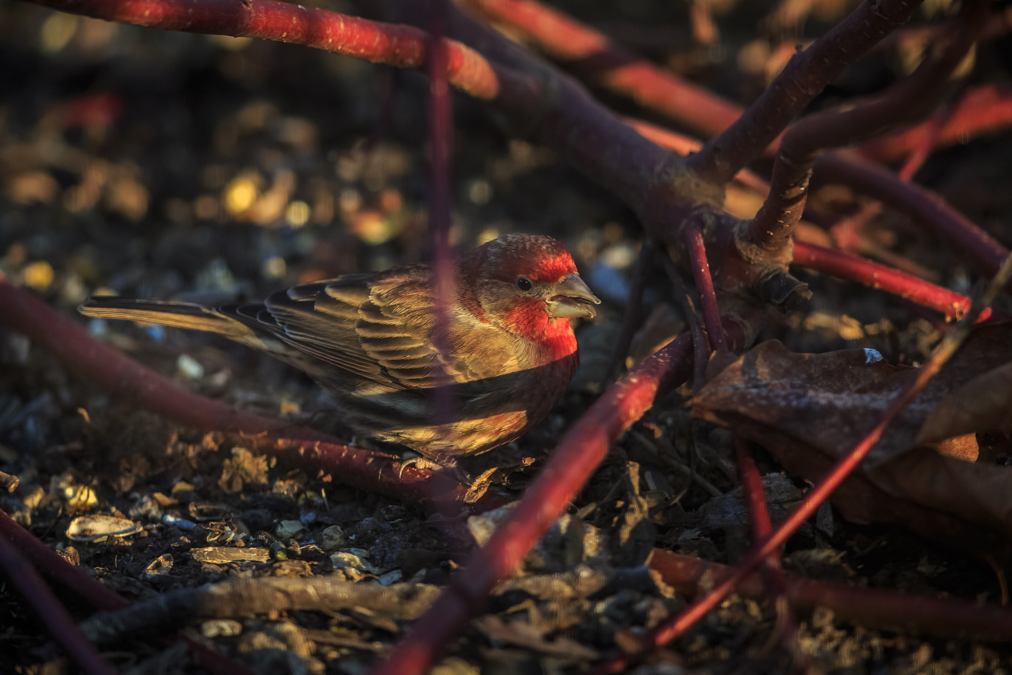 Canon EF 600mm F4L IS II USM sample photo. House finch photography