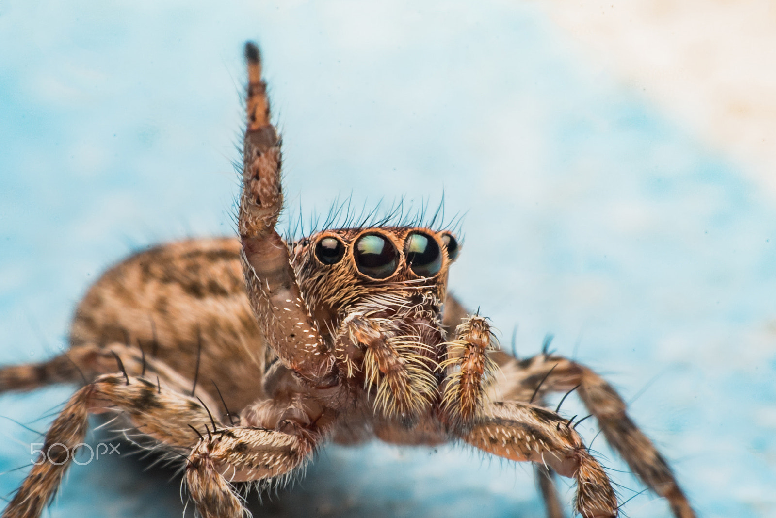 Nikon D750 sample photo. Spider,jumping spider photography