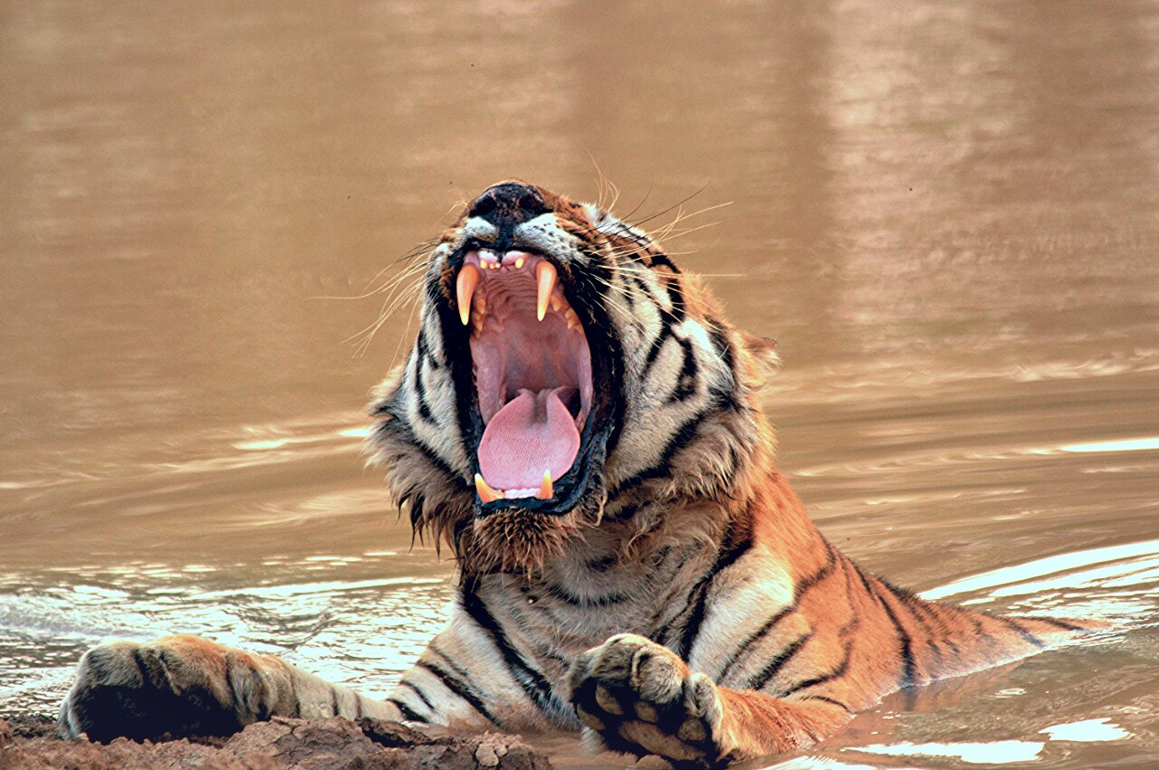Sigma 150-500mm F5-6.3 DG OS HSM sample photo. Tiger  photography
