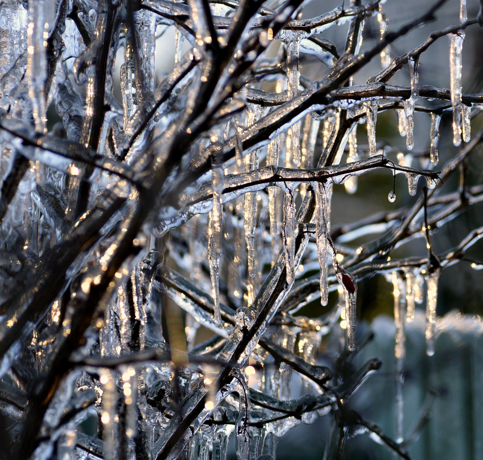 Nikon D750 sample photo. Winter photography