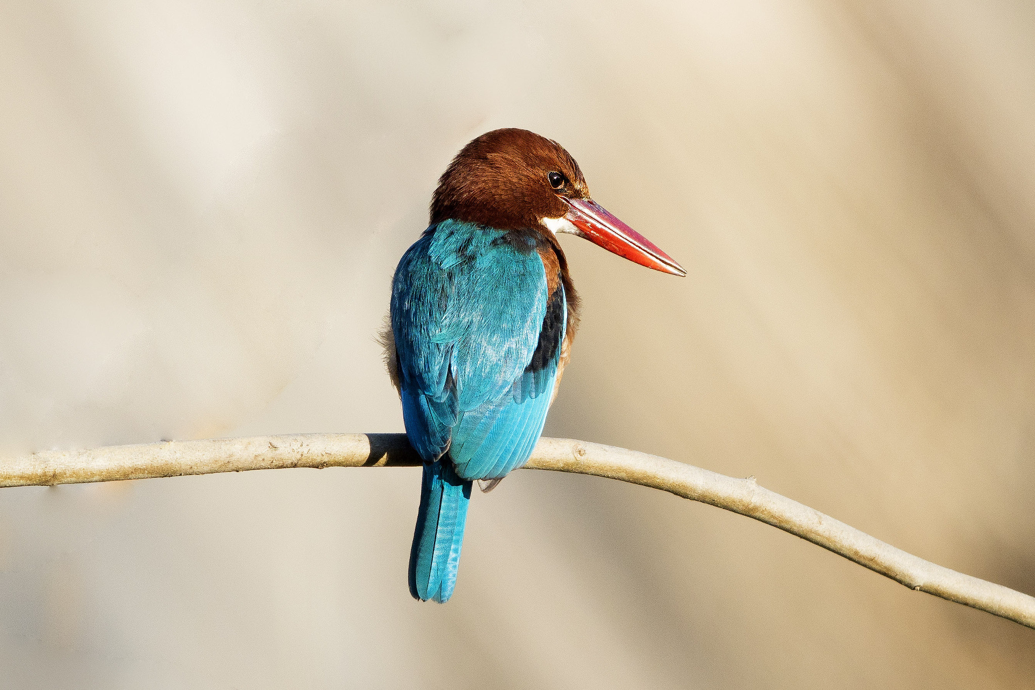 Canon EF 600mm F4L IS II USM sample photo