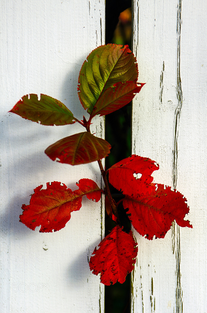 Pentax K-5 sample photo. Autumn 2 photography