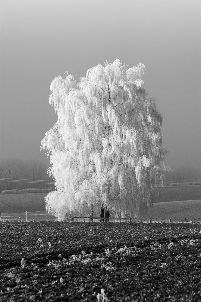 Canon EF 70-300mm F4-5.6 IS USM sample photo. Like ir photography