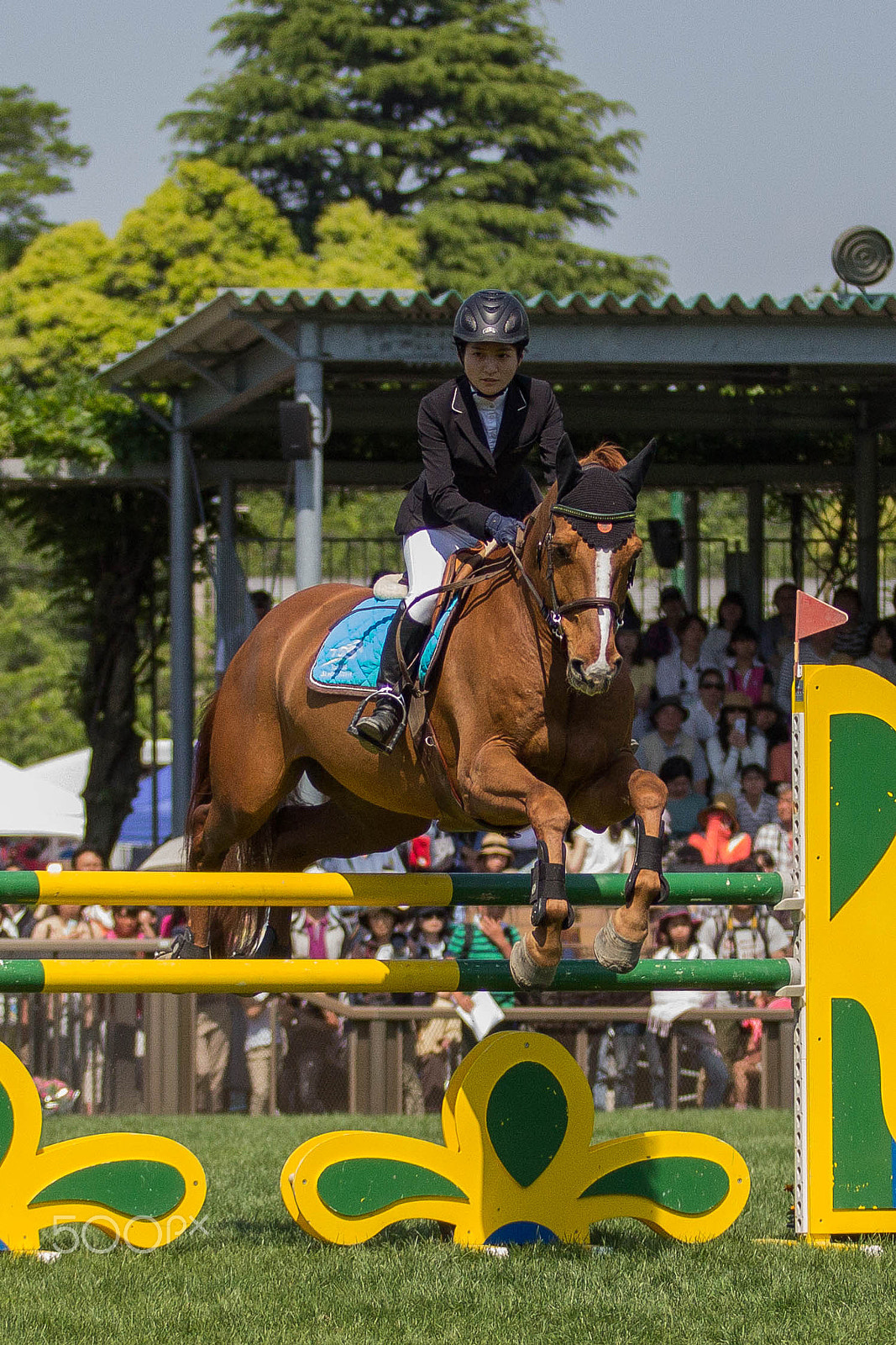 Canon EF 70-200mm F2.8L USM sample photo. Animal sports photography