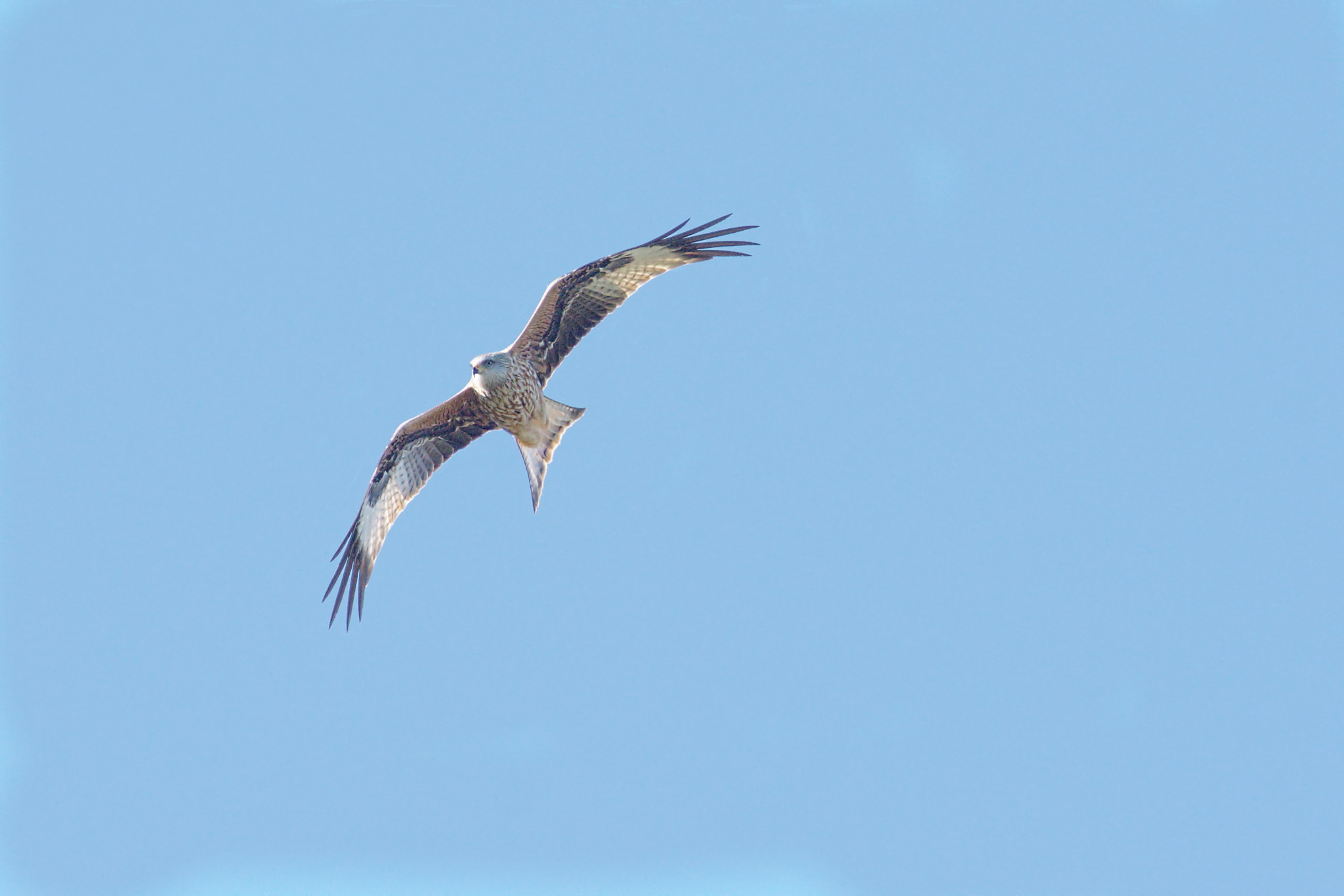 Nikon D7200 + Nikon AF-S Nikkor 300mm F4D ED-IF sample photo. Nibbio reale photography