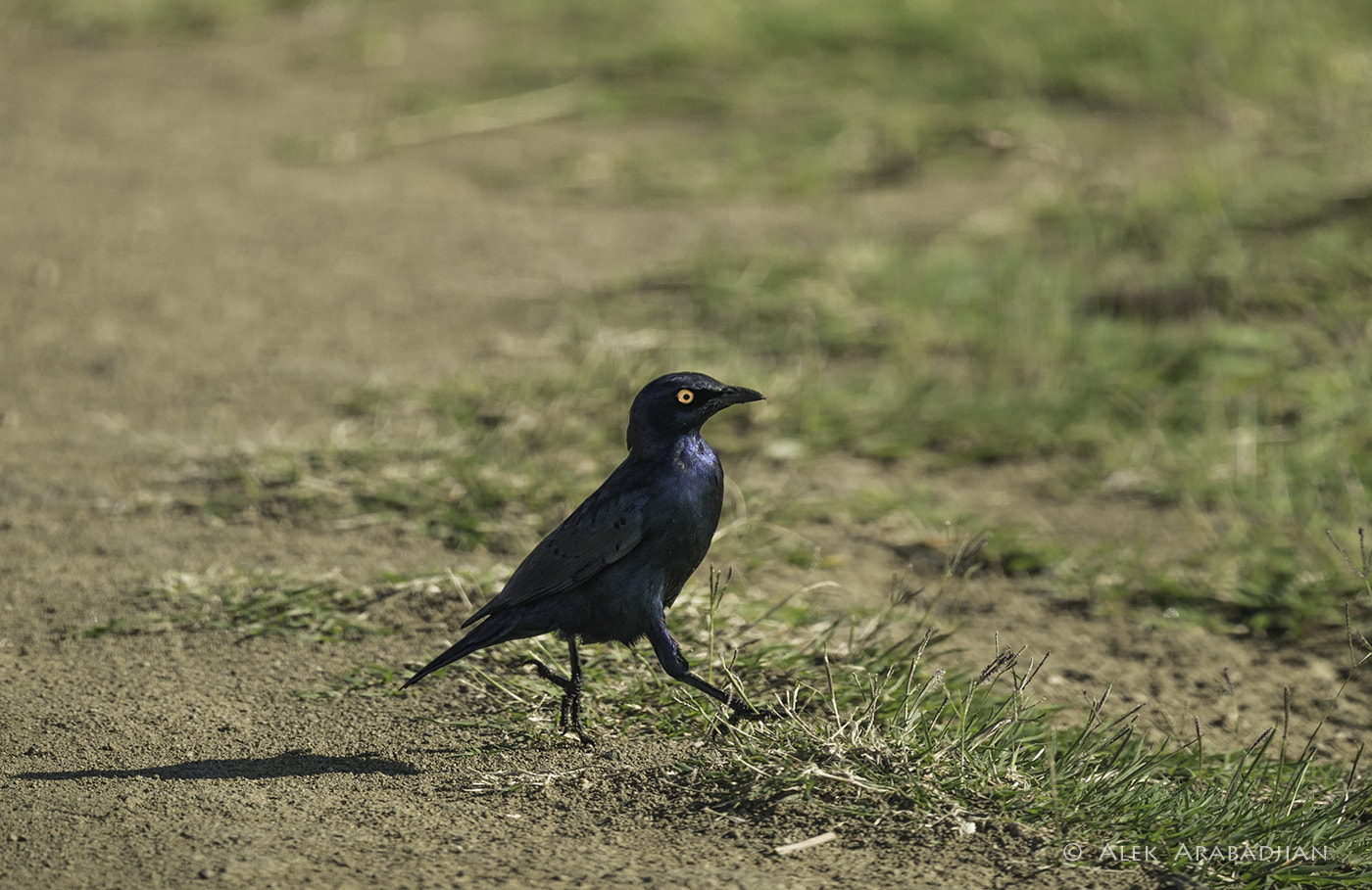 Nikon AF-S Nikkor 800mm F5.6E FL ED VR sample photo. Blue beauty photography