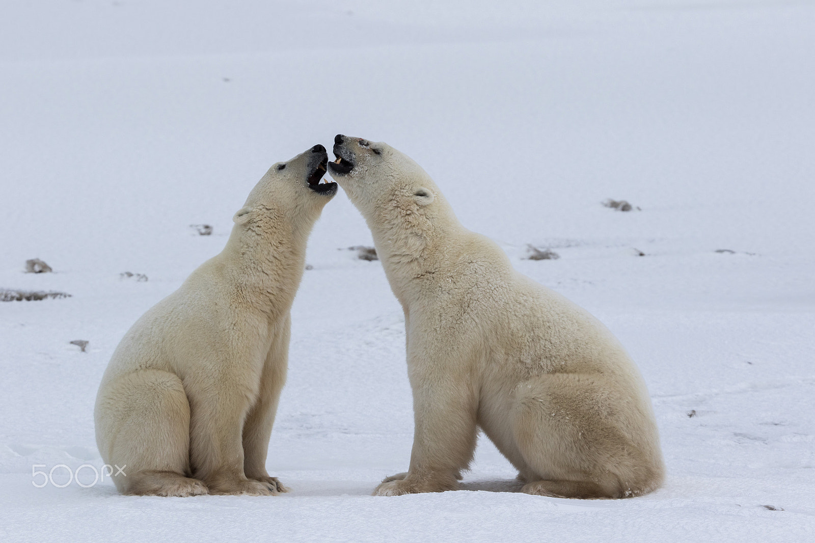 Canon EOS 7D Mark II + Canon EF 200-400mm F4L IS USM Extender 1.4x sample photo. Polar karaoke photography