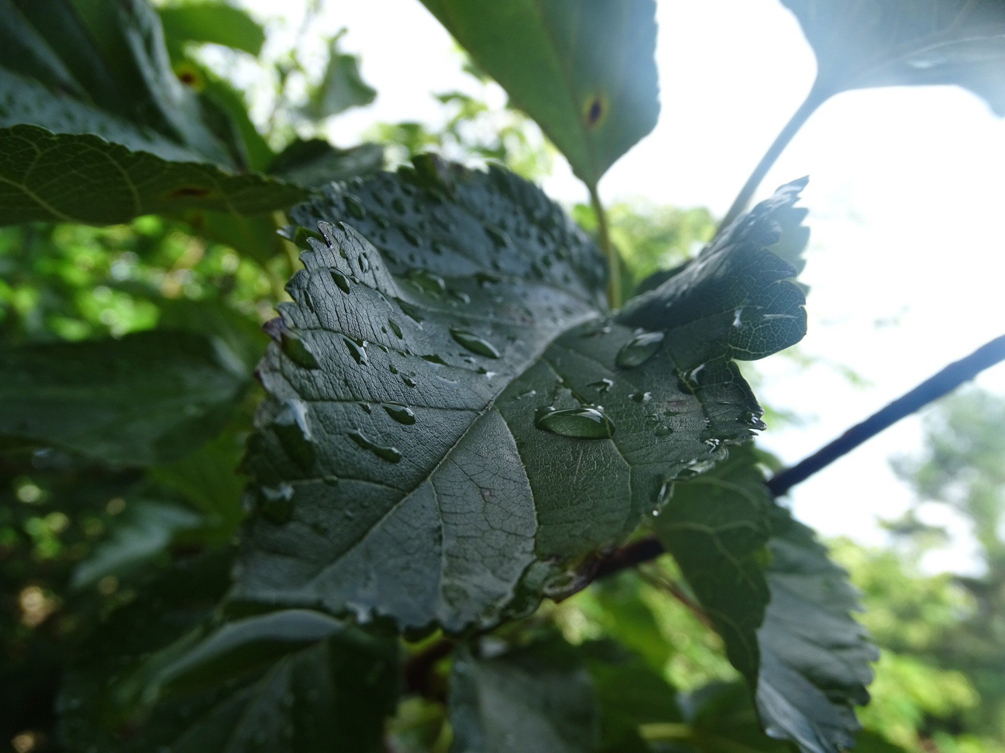 Sony 24-210mm F2.8-6.3 sample photo. Rain drops on a leaf photography