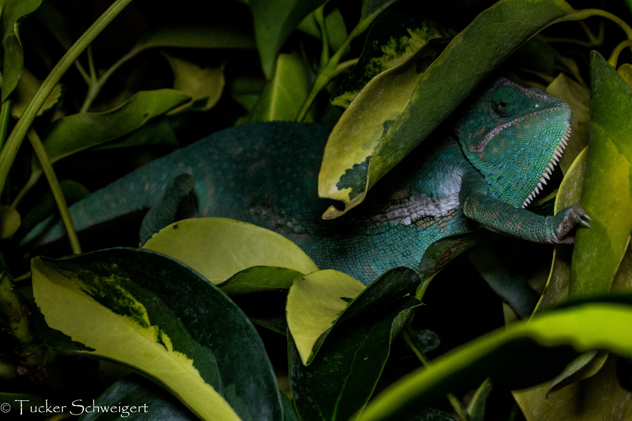 Canon EF 35-70mm f/3.5-4.5 sample photo. Lizard in tree photography