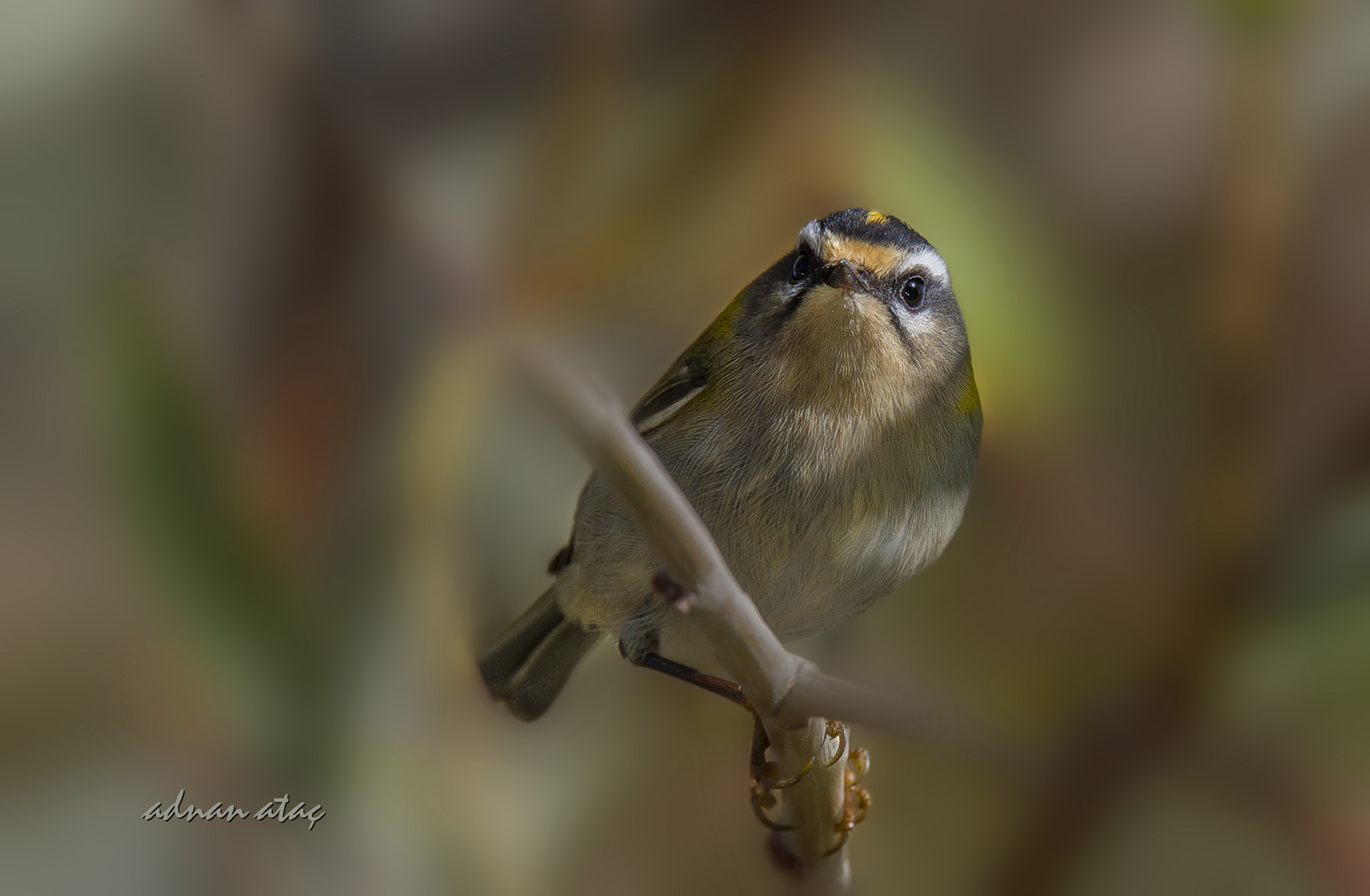 Sigma 150-600mm F5-6.3 DG OS HSM | S sample photo. Sürmeli çalıkuşu - common firecrest - regulus ignicapilla photography