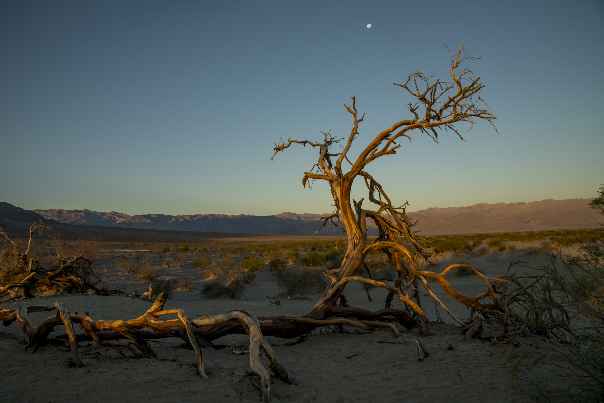 Sony a7R II + Canon EF 24-105mm F4L IS USM sample photo. First light photography