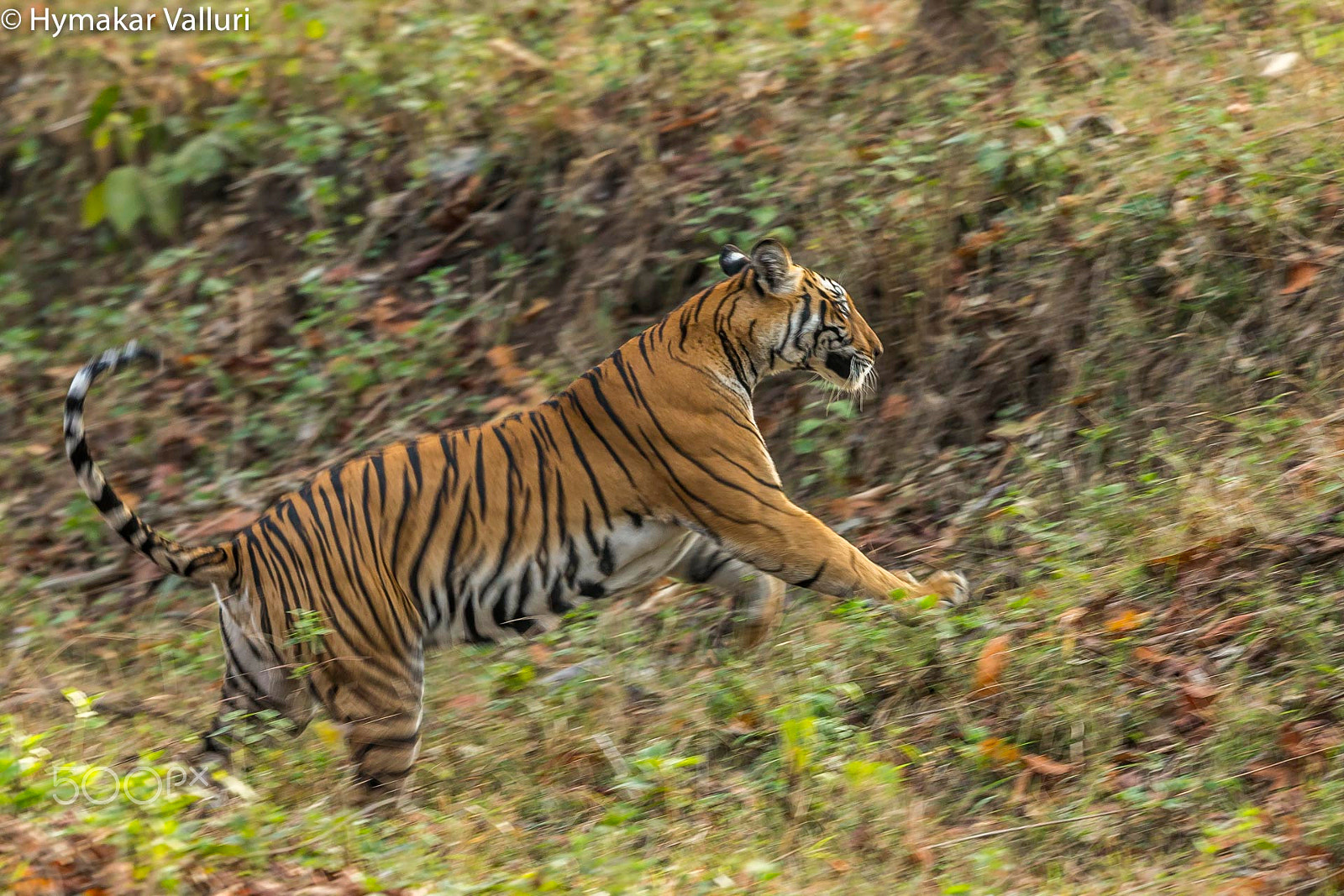 Canon EOS-1D X + Canon EF 500mm F4L IS II USM sample photo. Tiger on a run photography
