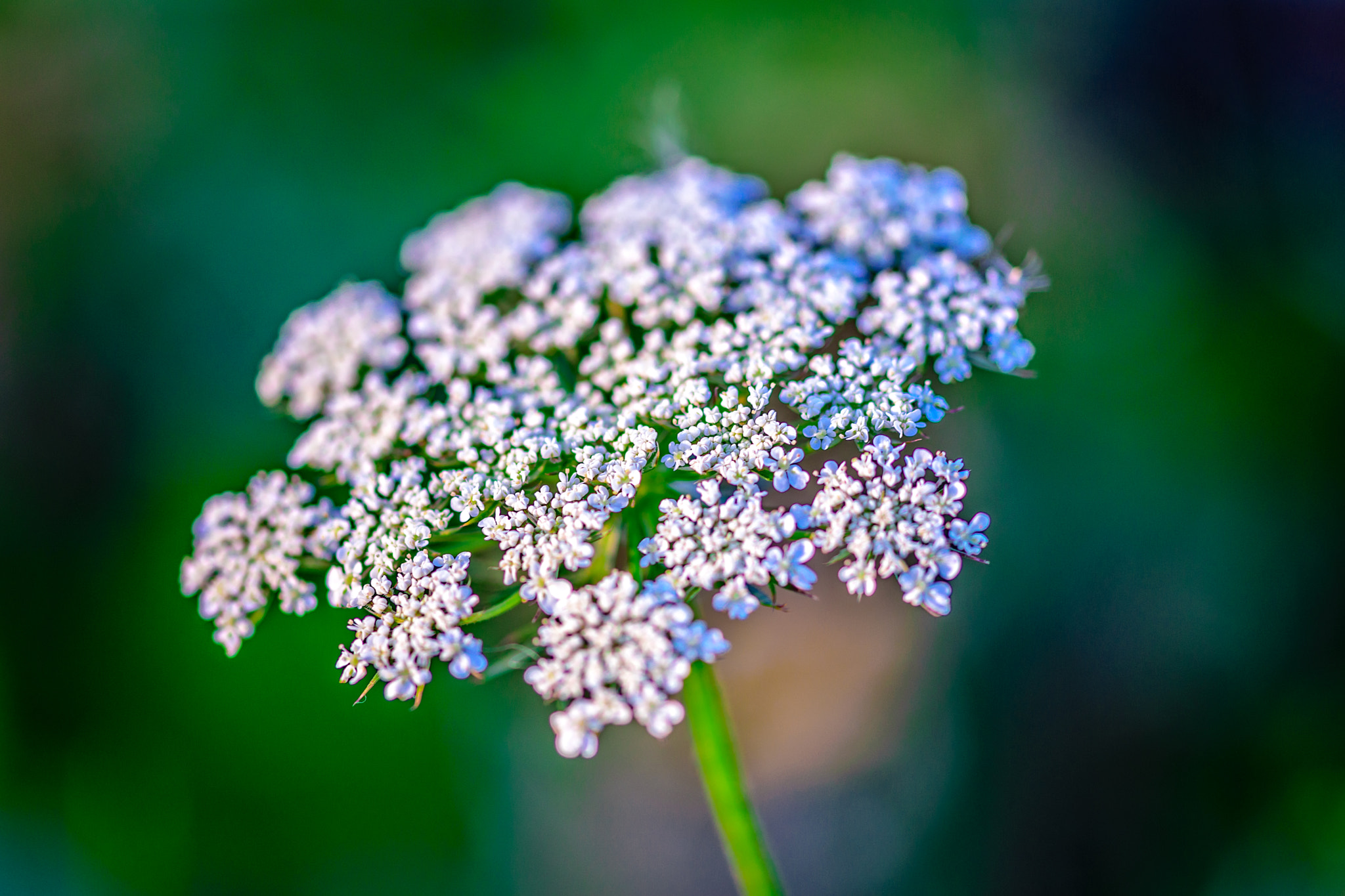 Nikon D5300 + Sigma 105mm F2.8 EX DG OS HSM sample photo. Queen anne's lace photography