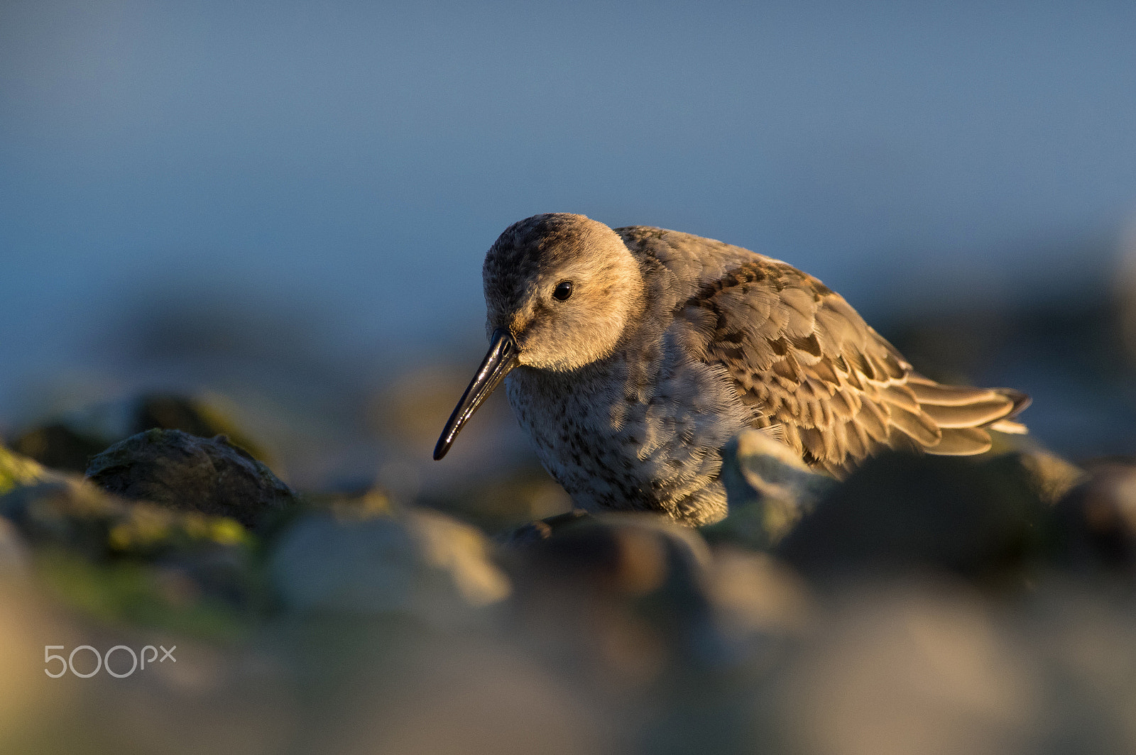 Pentax smc DA* 300mm F4.0 ED (IF) SDM sample photo. Dunlin 2 photography