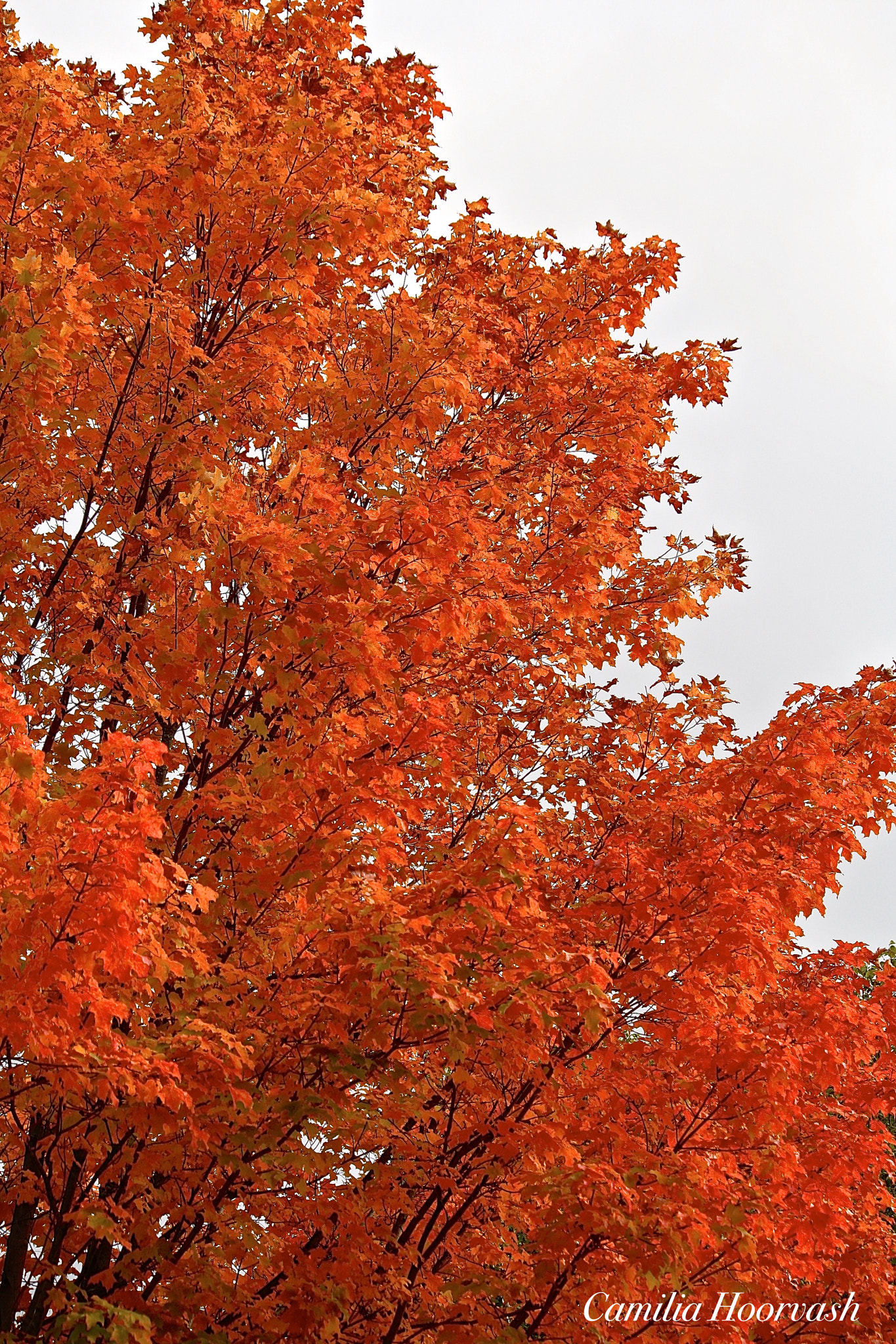 Canon EOS 1000D (EOS Digital Rebel XS / EOS Kiss F) + Canon EF-S 55-250mm F4-5.6 IS sample photo. Fall fire colors photography