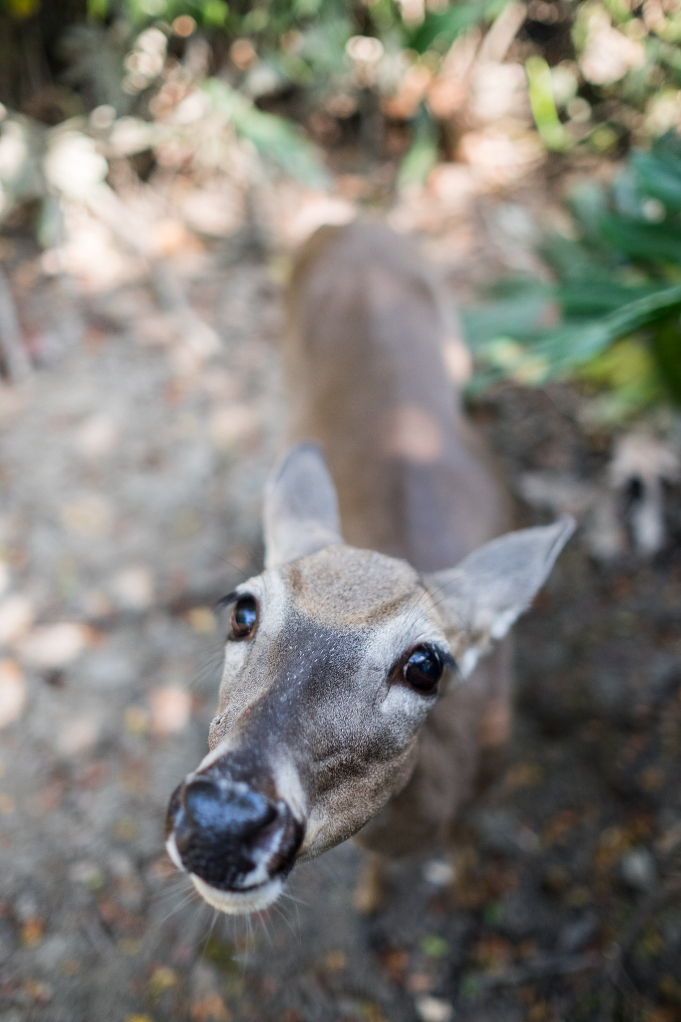Fujifilm X-T10 + Fujifilm XF 23mm F1.4 R sample photo. I am curious, who are you? photography