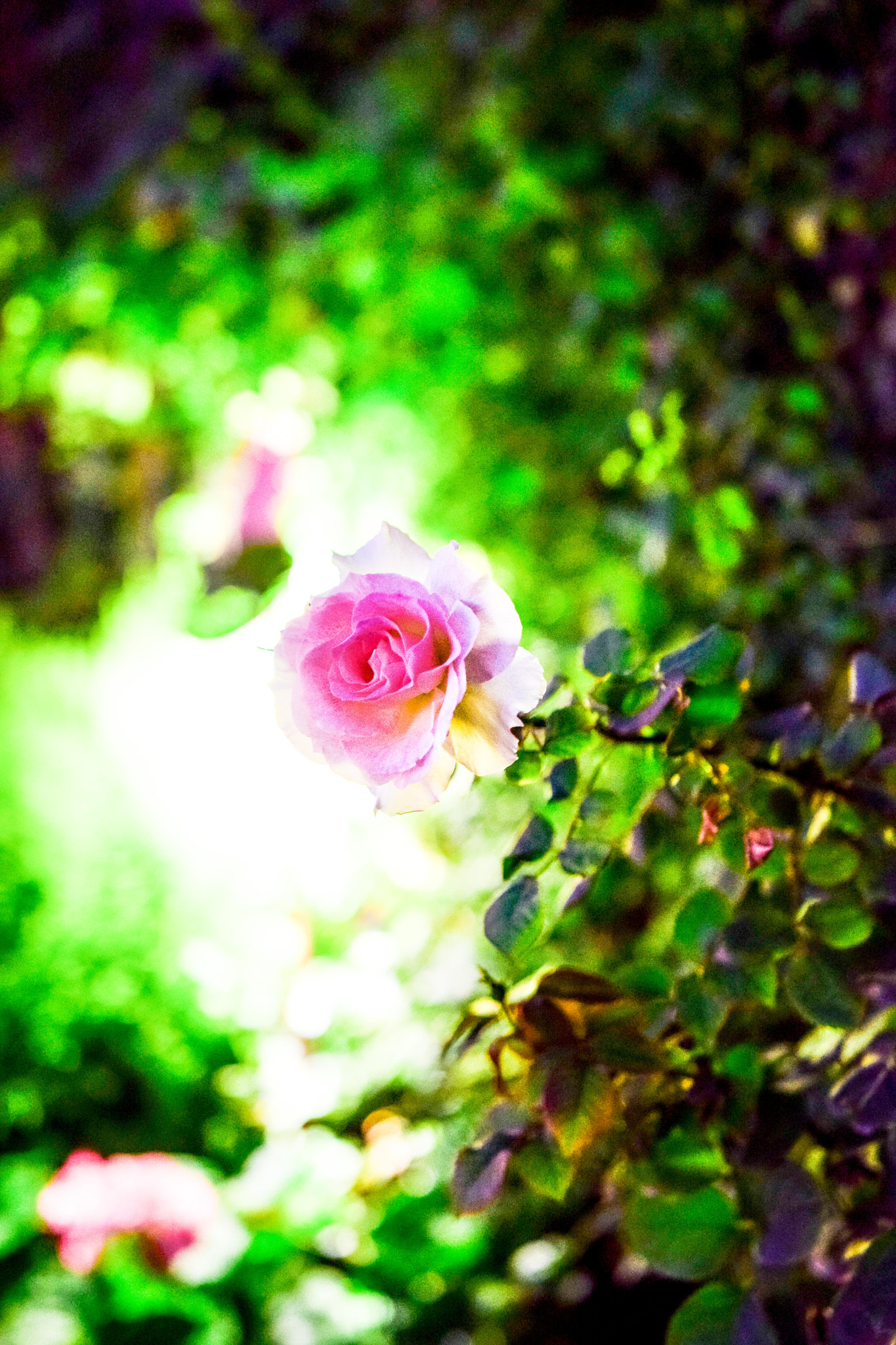 Nikon D5300 + Sigma 18-35mm F1.8 DC HSM Art sample photo. Alone in the dark photography
