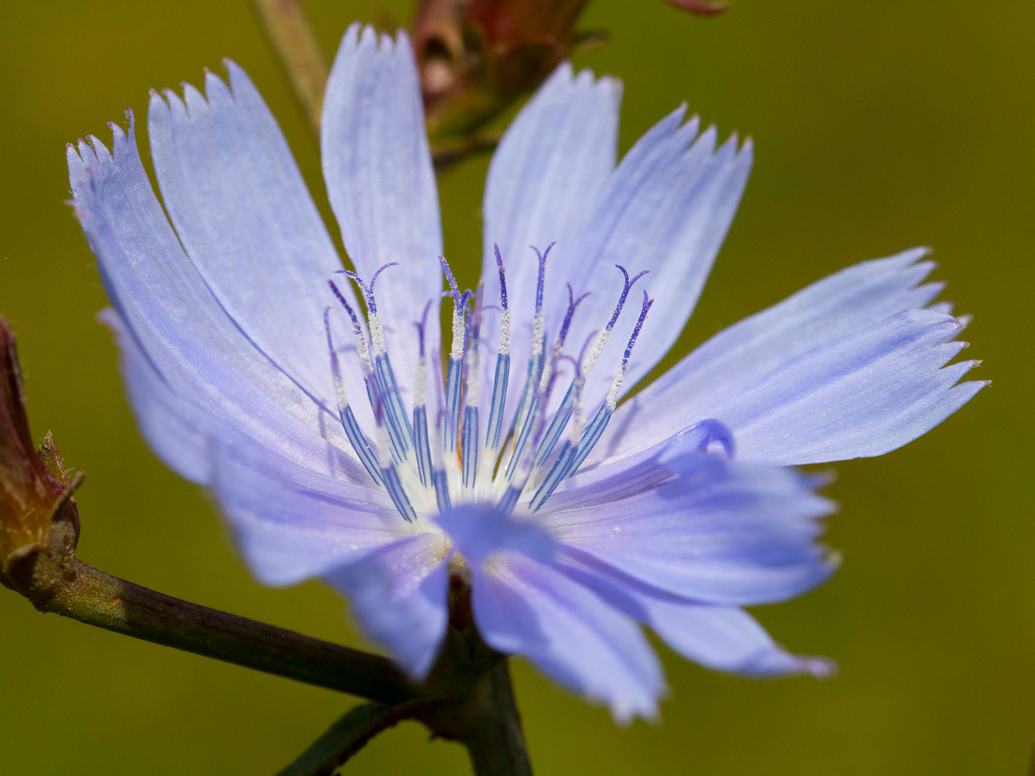Canon EF 100mm F2.8L Macro IS USM sample photo. Flower photography
