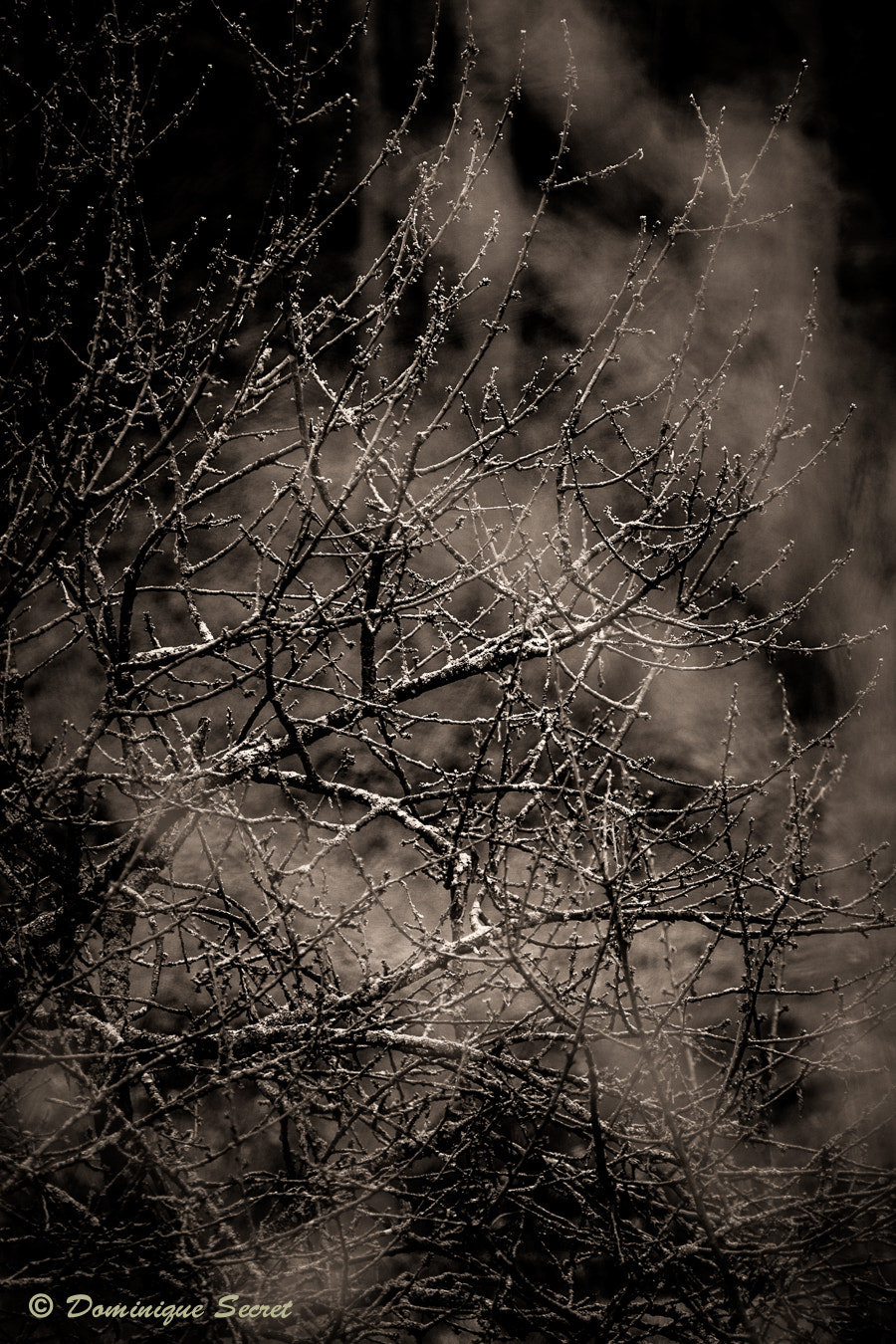 Canon EF 300mm F4L IS USM sample photo. Frozen night, frozen life ... photography