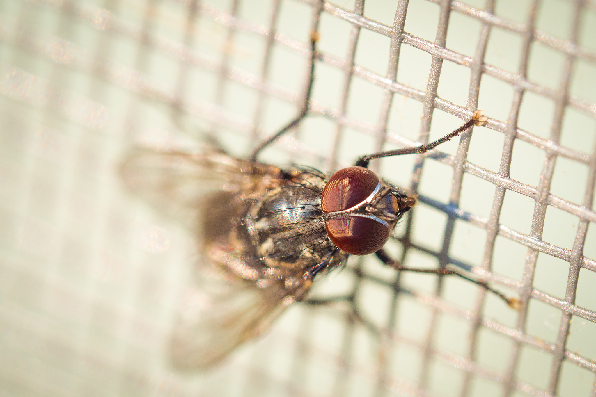 Olympus M.Zuiko Digital ED 60mm F2.8 Macro sample photo. Fly on the insect screen photography
