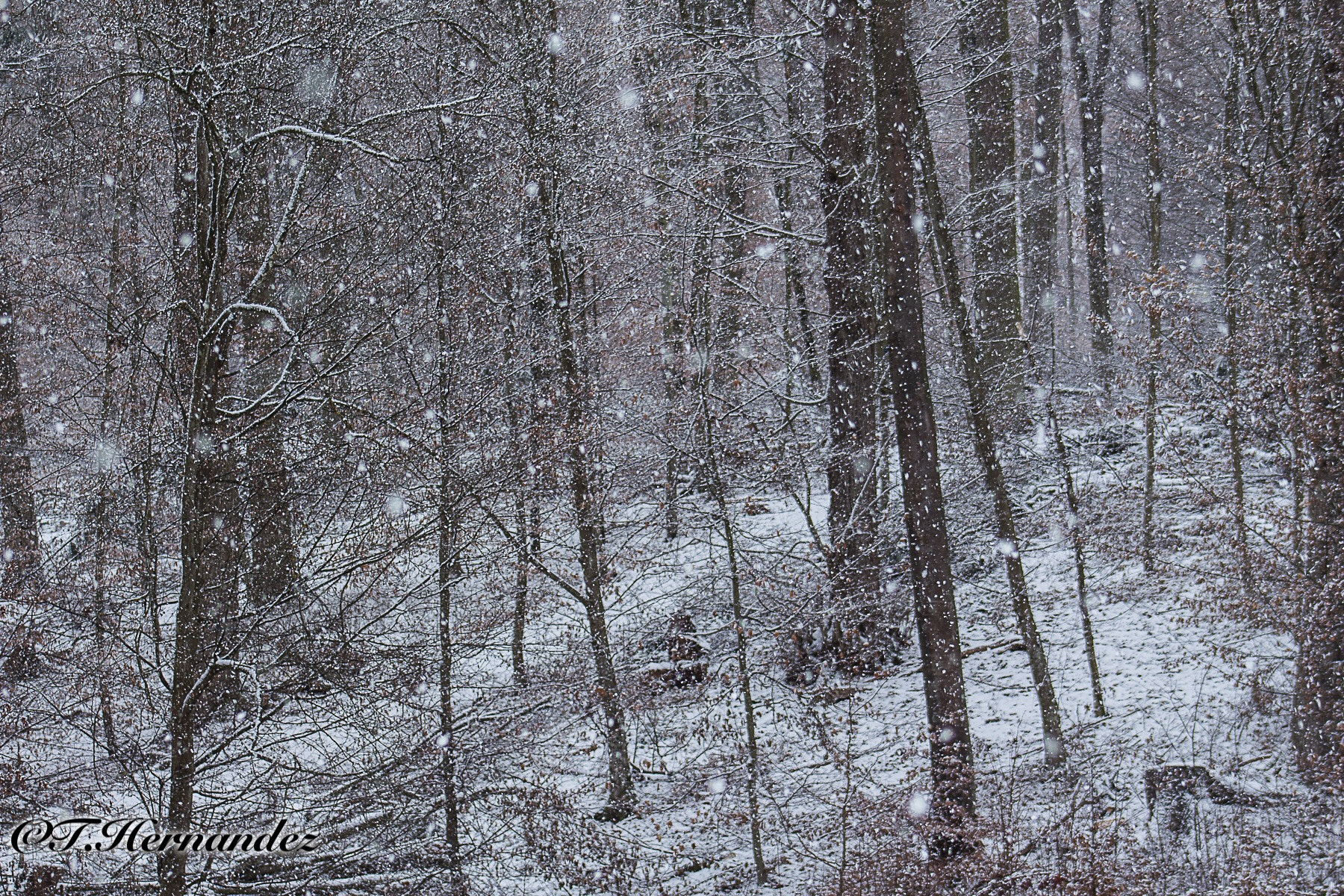 Canon EF 75-300mm f/4-5.6 USM sample photo. Snowfall in the woods photography