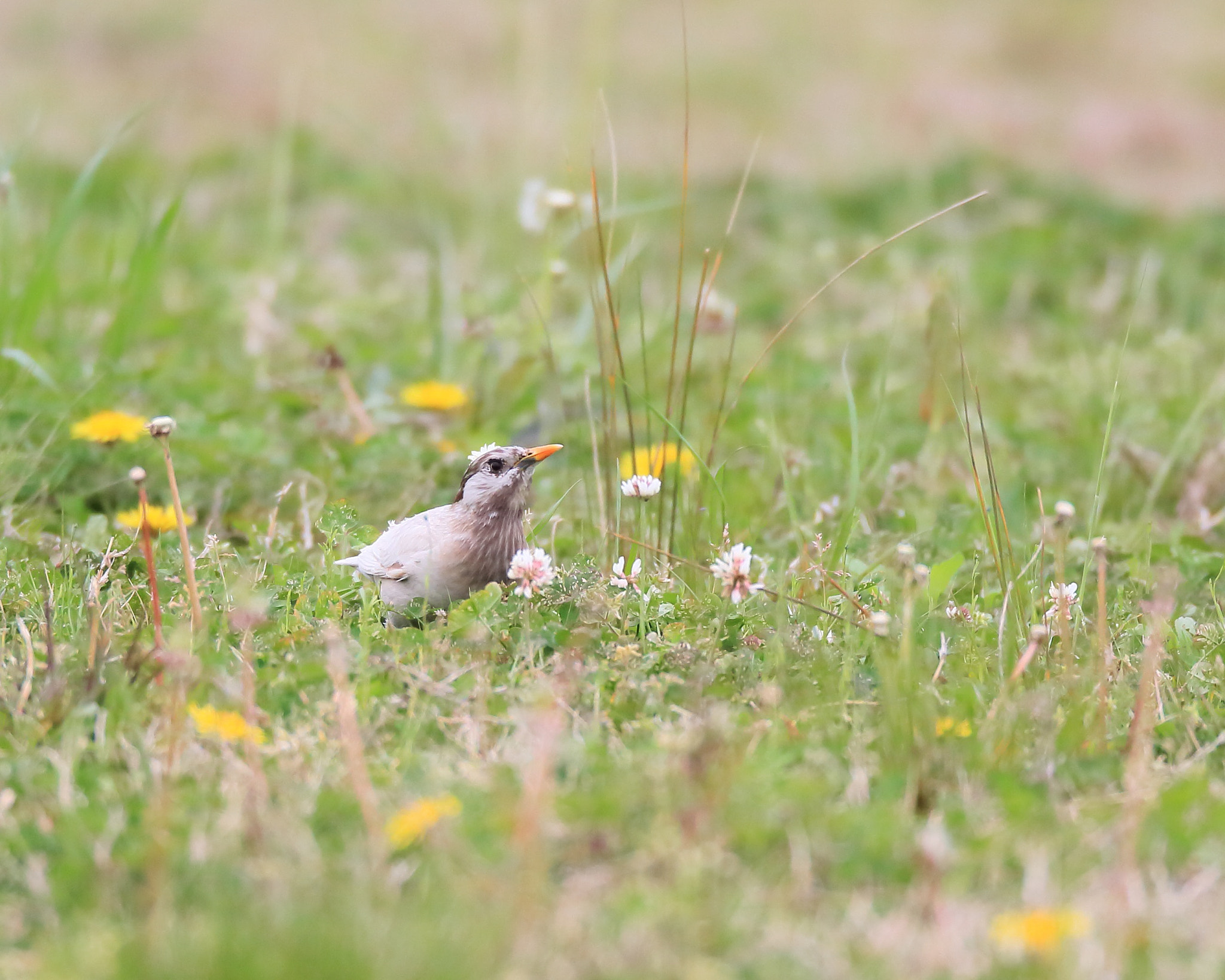 Canon EF 800mm F5.6L IS USM sample photo. ムクドリ–白化個体  photography