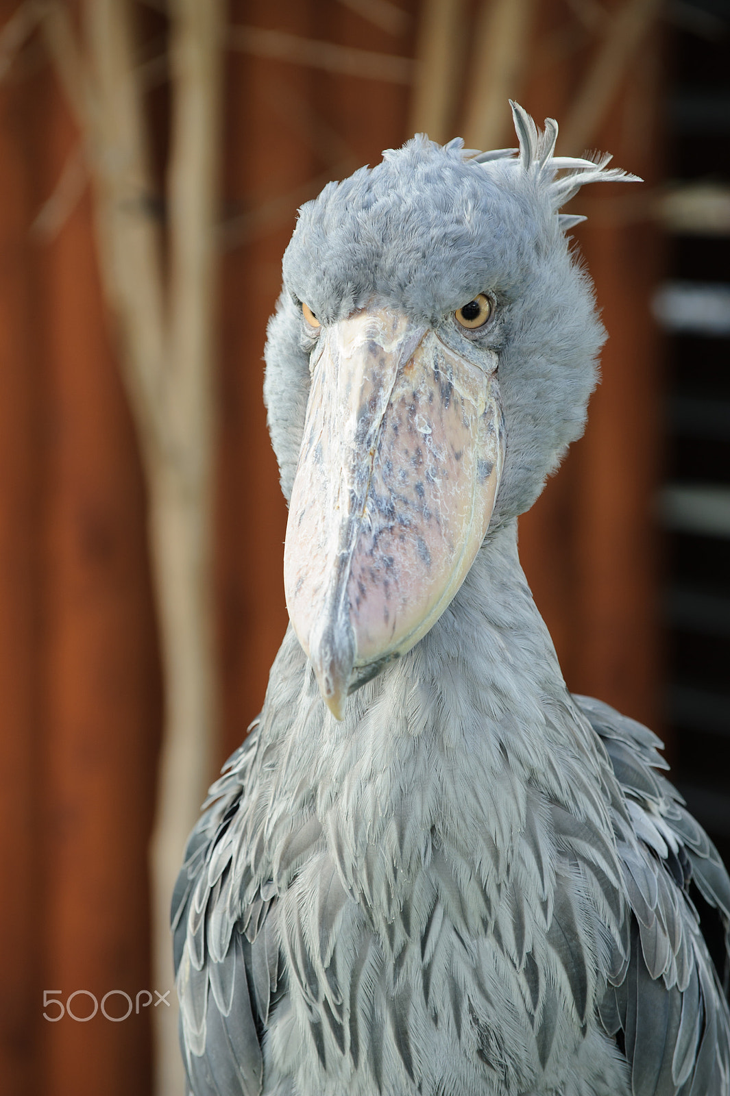 Nikon D3S sample photo. Glaring photography