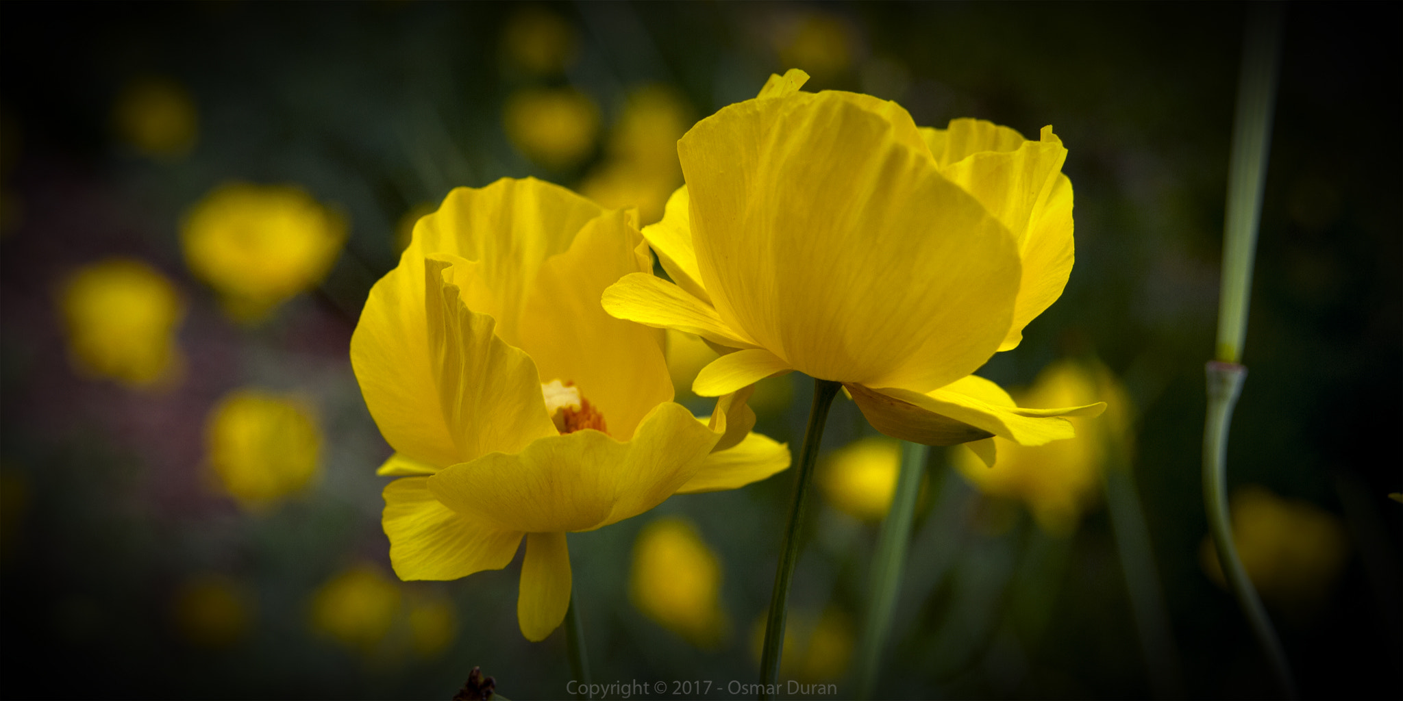 Nikon D200 sample photo. Bright duo photography
